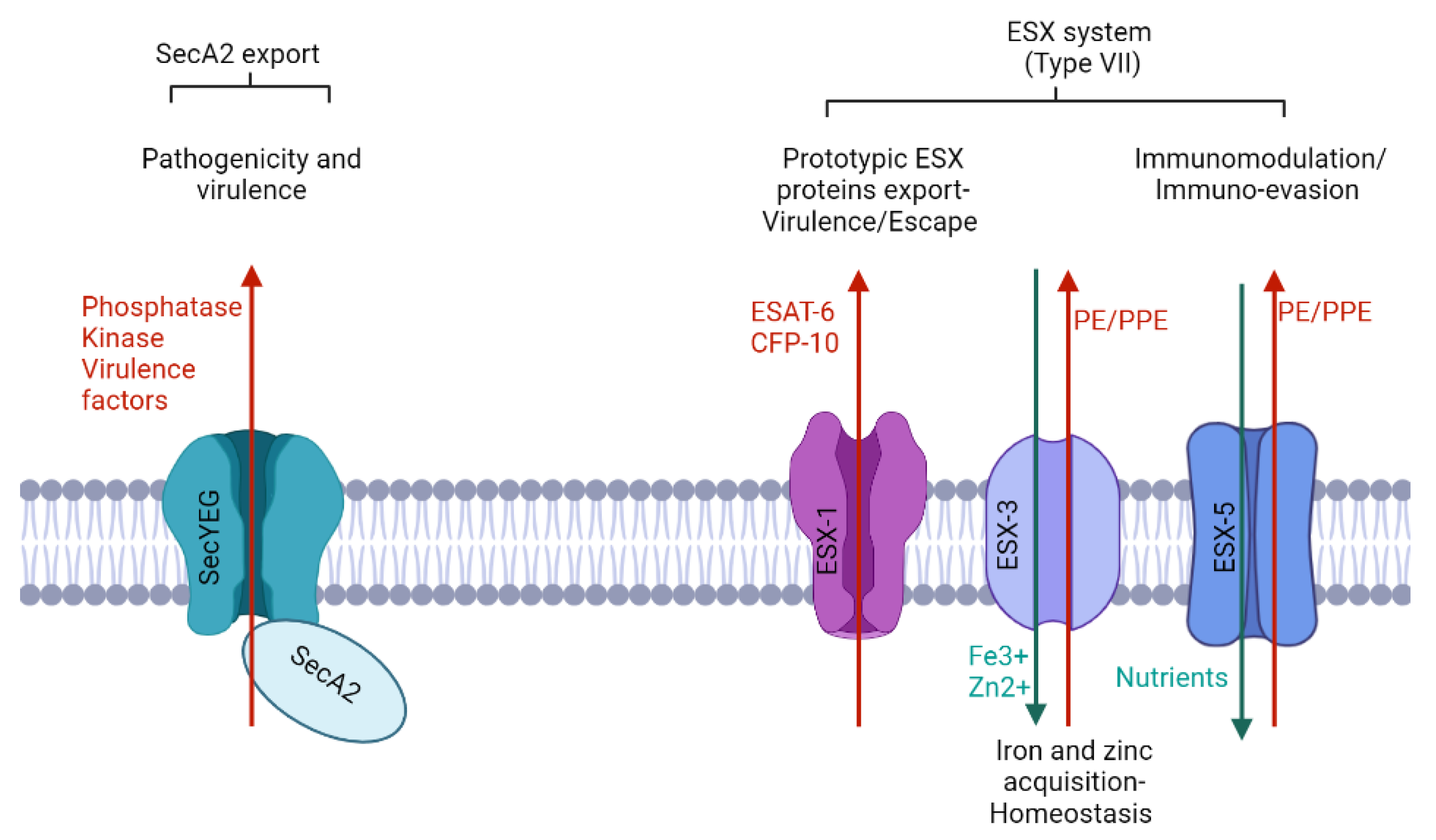 Biomolecules 13 00999 g003 Biomolecules 13 00999 g003