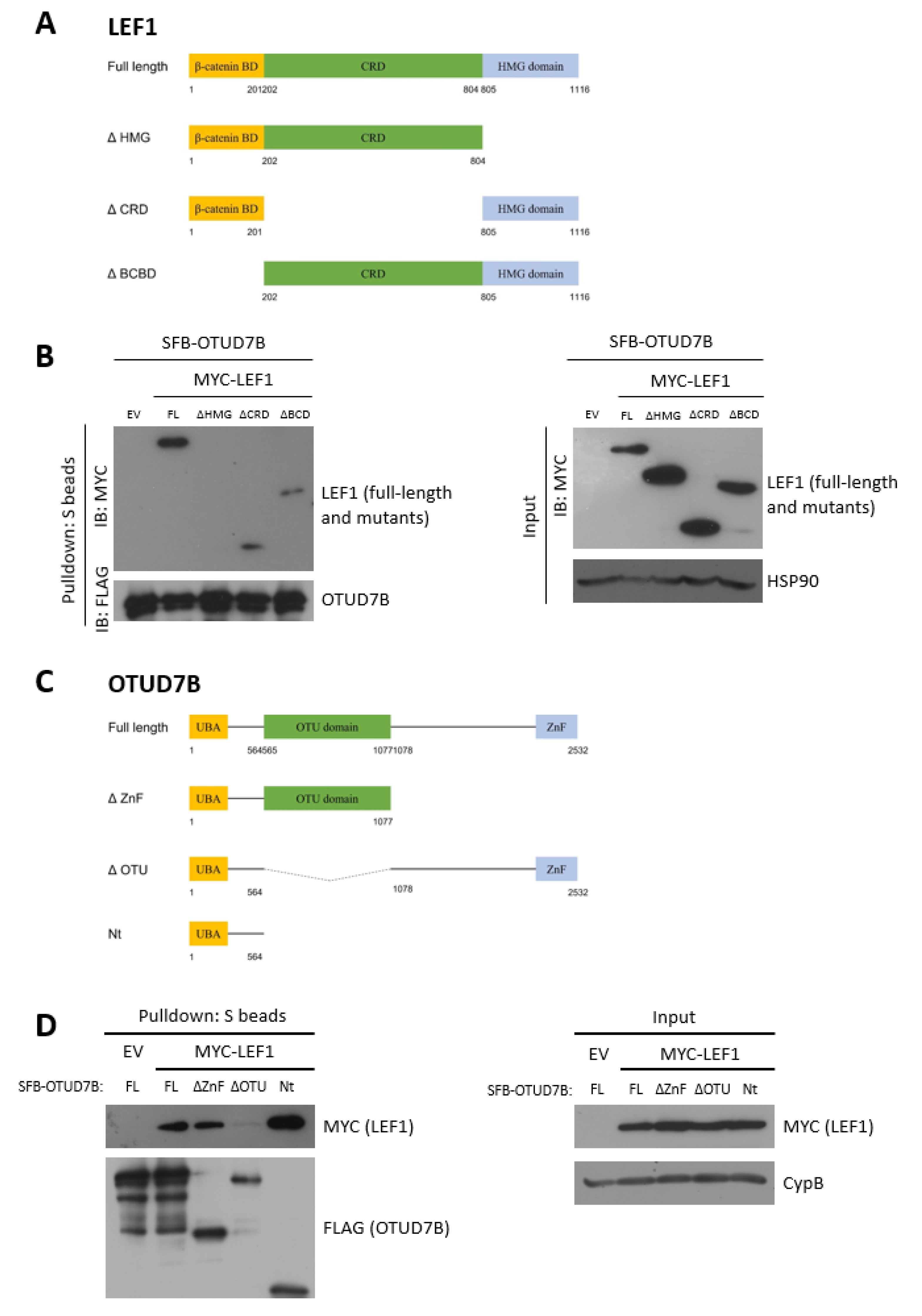 Biomolecules 13 01001 g002 Biomolecules 13 01001 g002