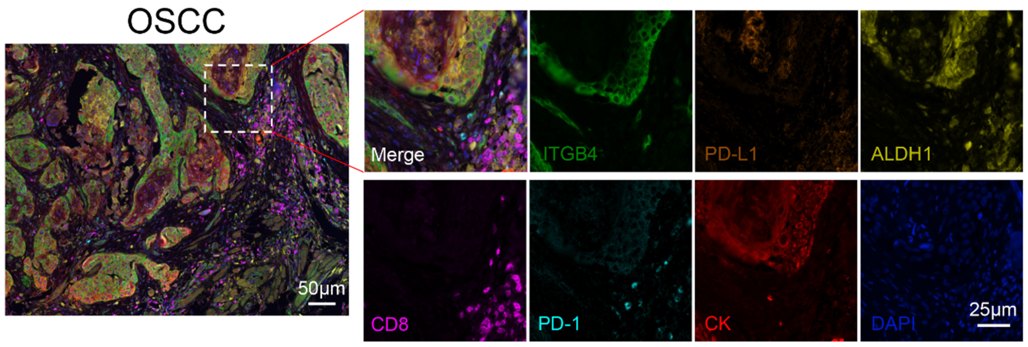 Biomolecules 13 01014 g001 Biomolecules 13 01014 g001