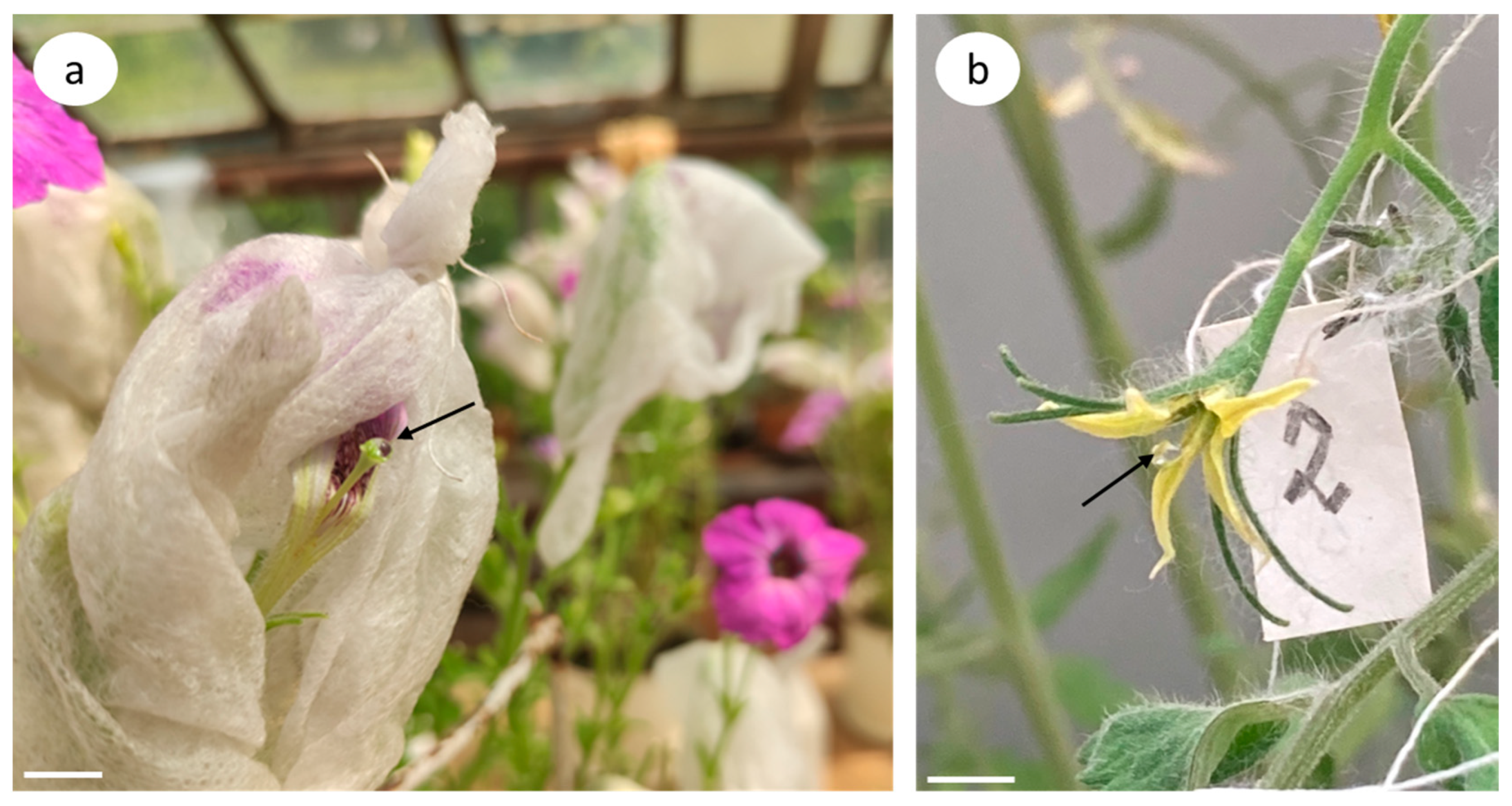 Biomolecules | Free Full-Text | Hormonal Signaling during dPCD: Cytokinin  as the Determinant of RNase-Based Self-Incompatibility in Solanaceae