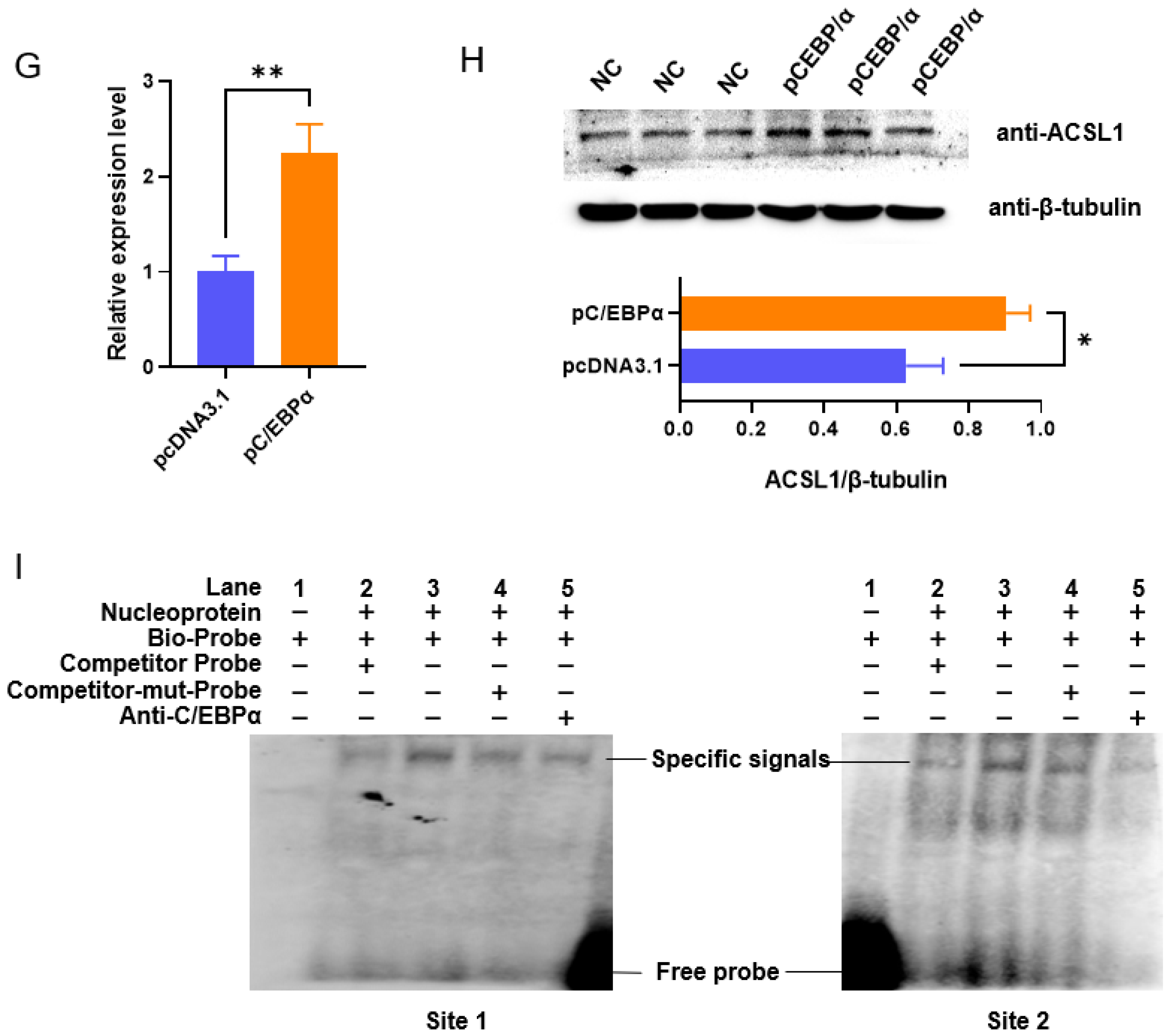 Biomolecules 13 01057 g001b