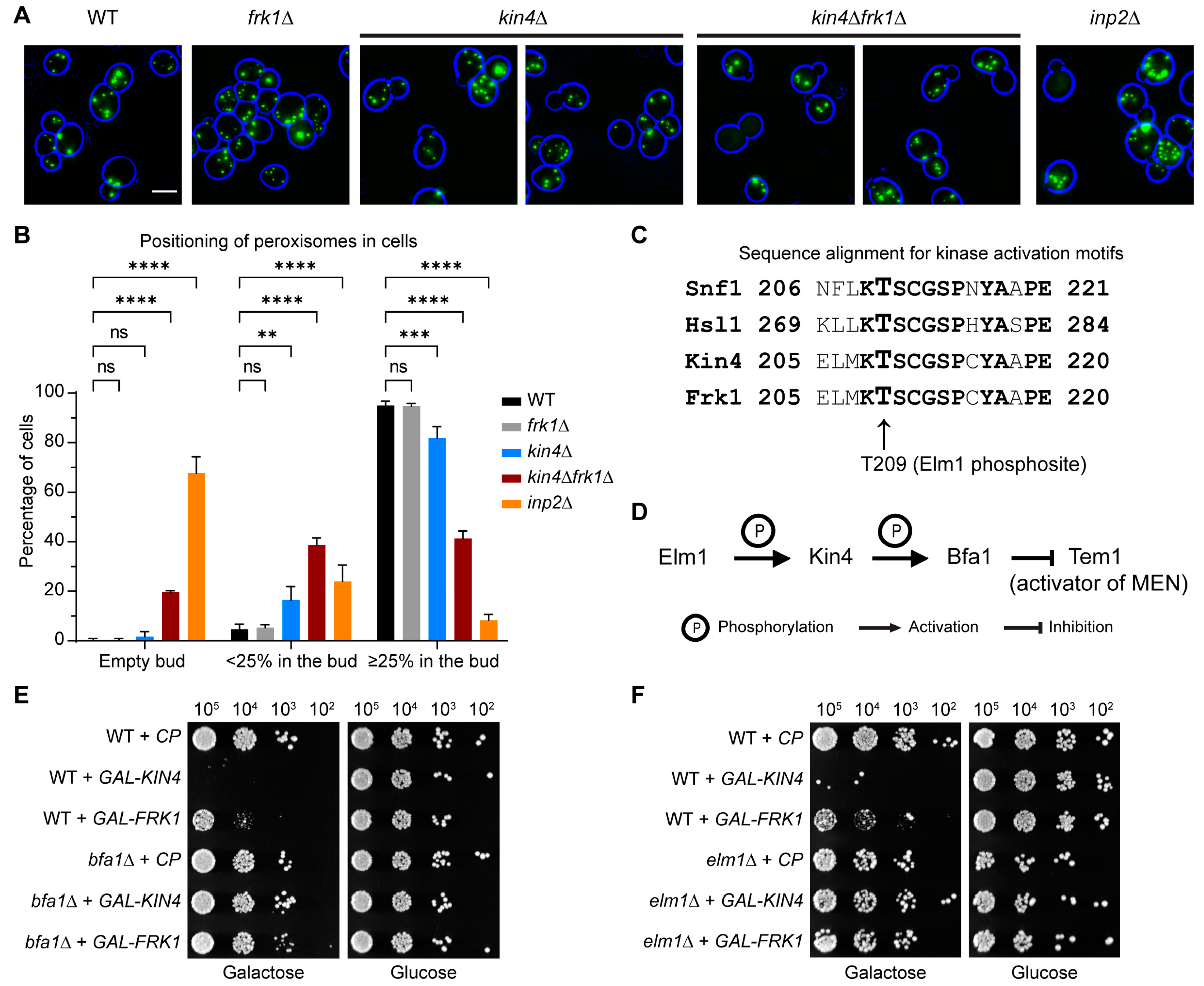 Biomolecules 13 01098 g003 Biomolecules 13 01098 g003