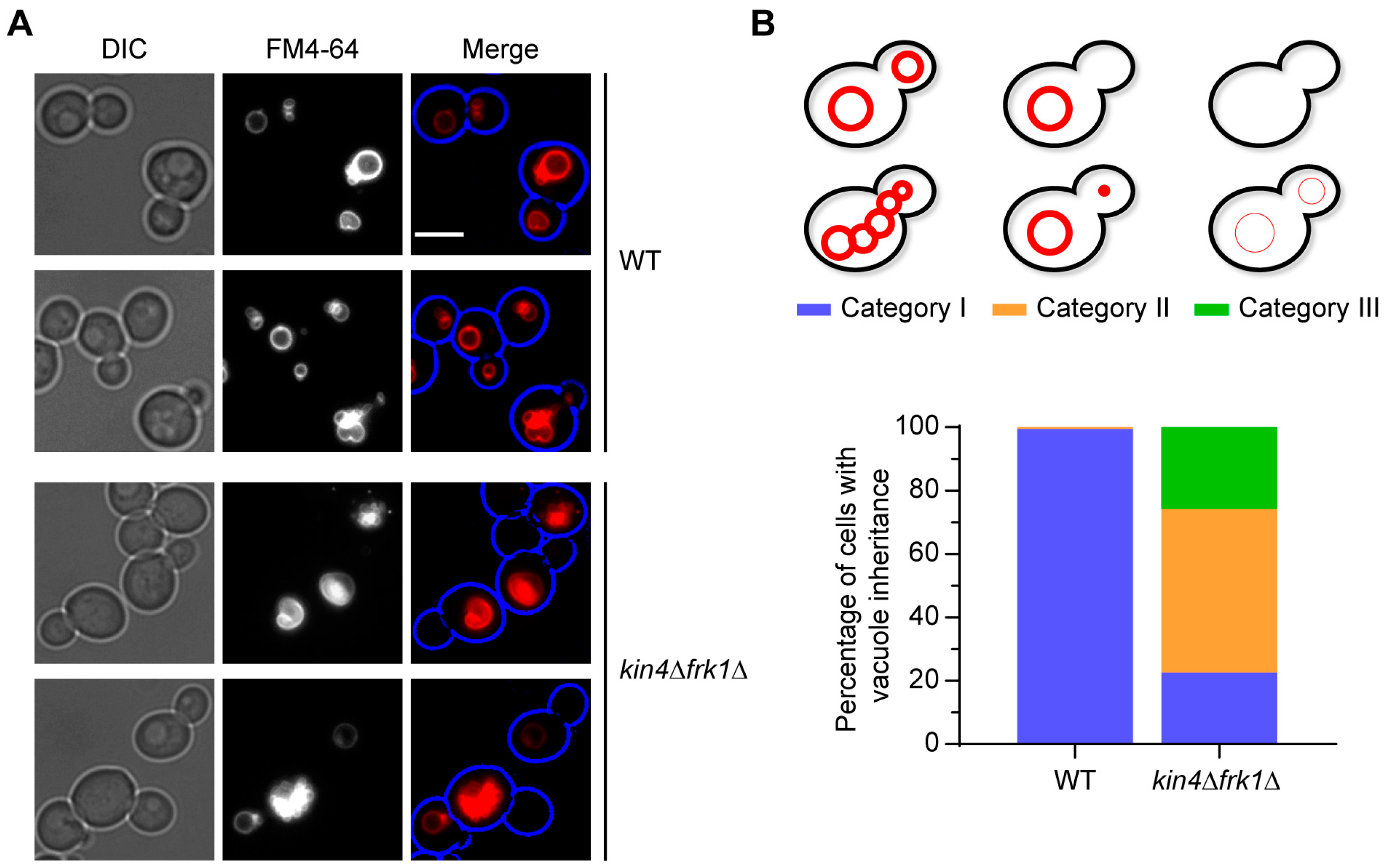 Biomolecules 13 01098 g004 Biomolecules 13 01098 g004