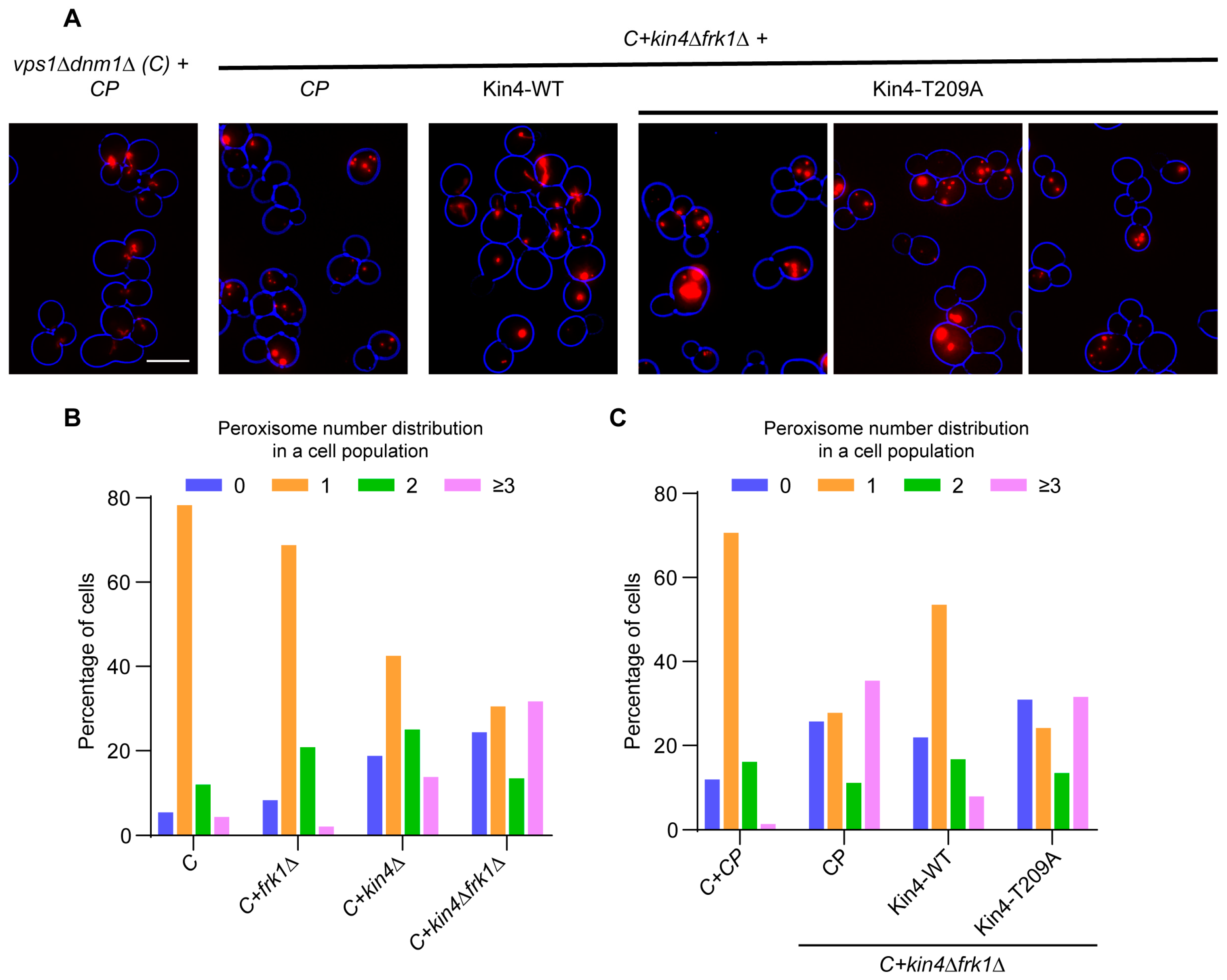 Biomolecules 13 01098 g005 Biomolecules 13 01098 g005
