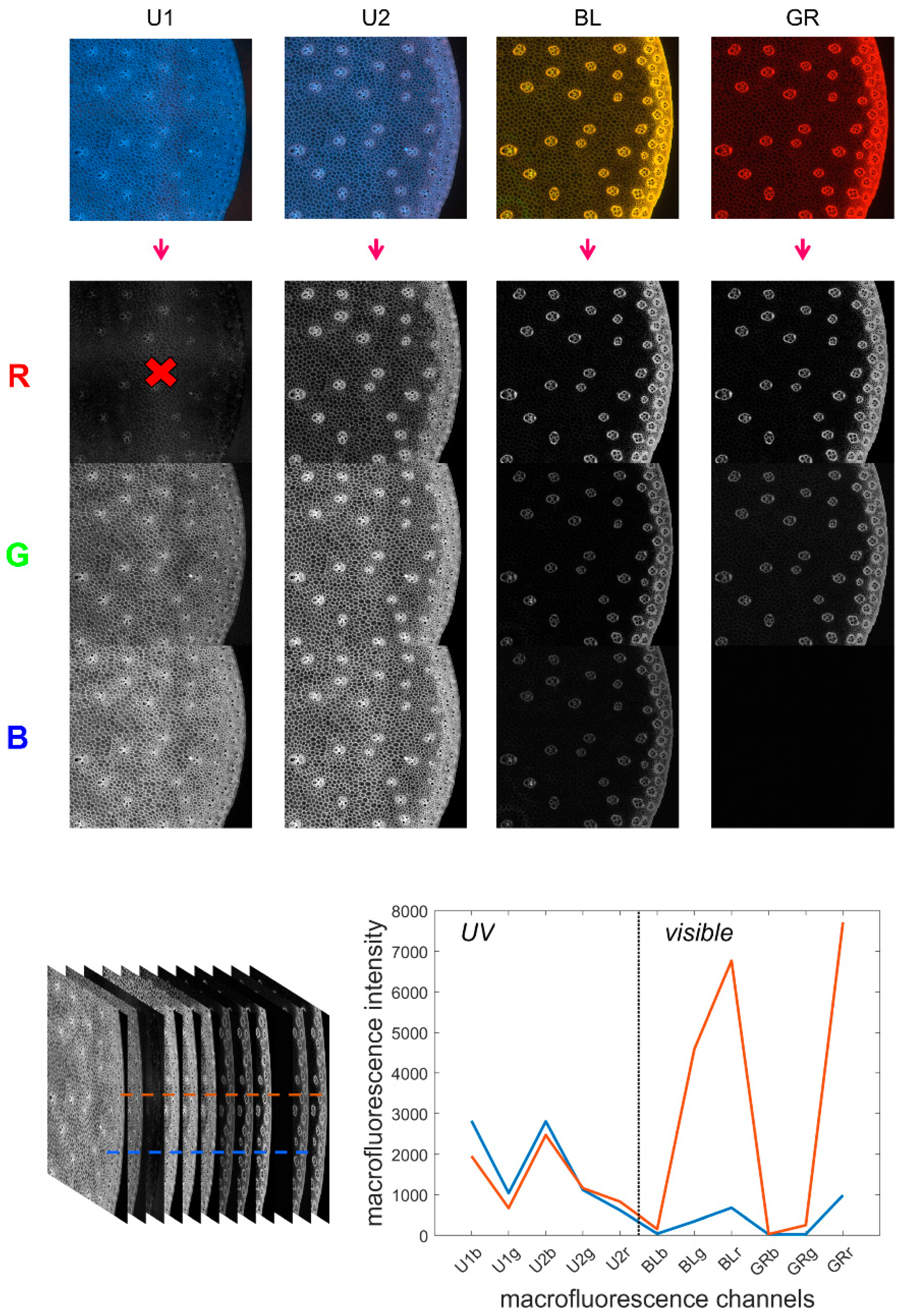 Biomolecules | Free Full-Text | Maize Internode Autofluorescence