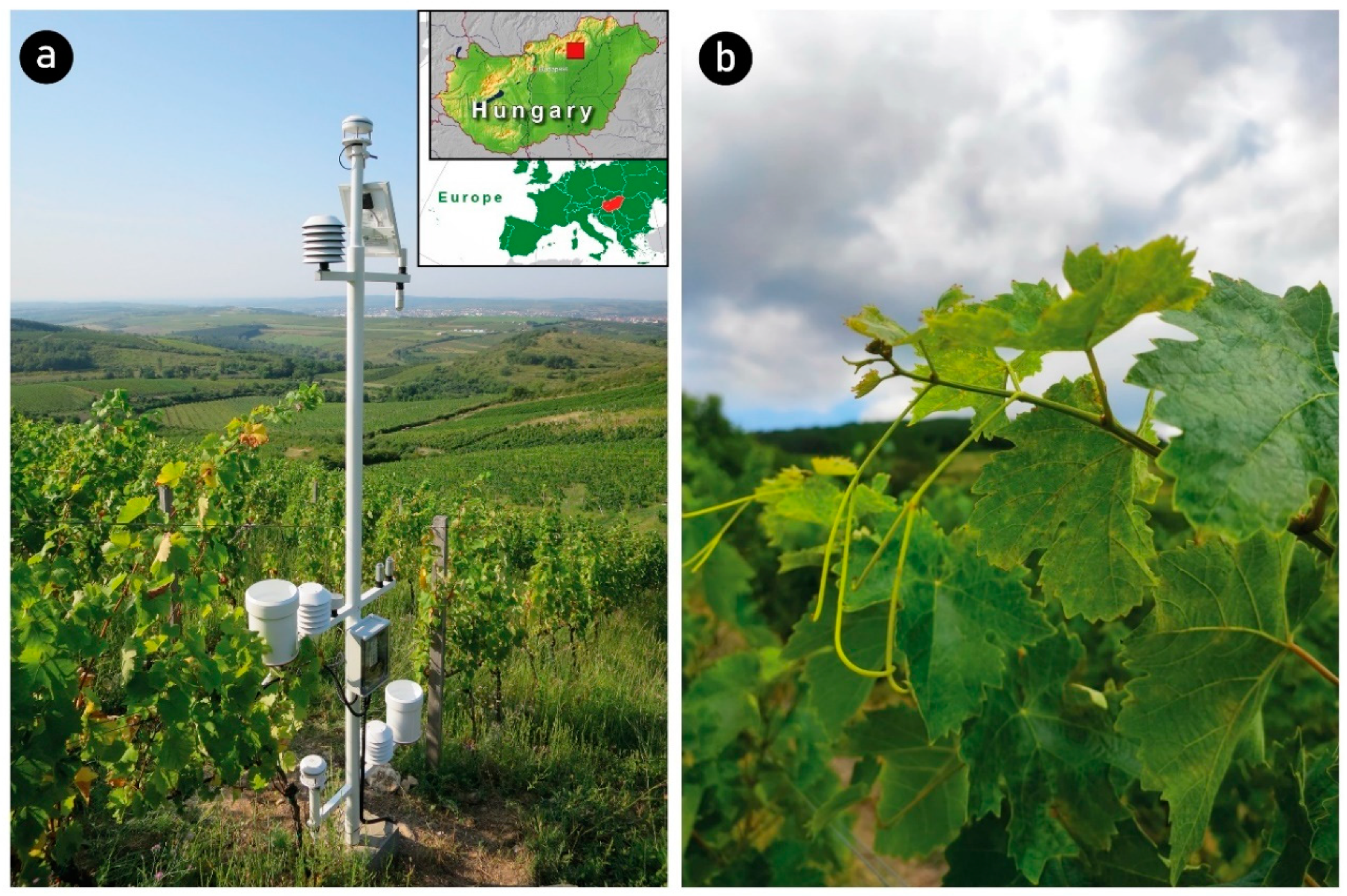 Biomolecules | Free Full-Text | Effect of Drought on the Future