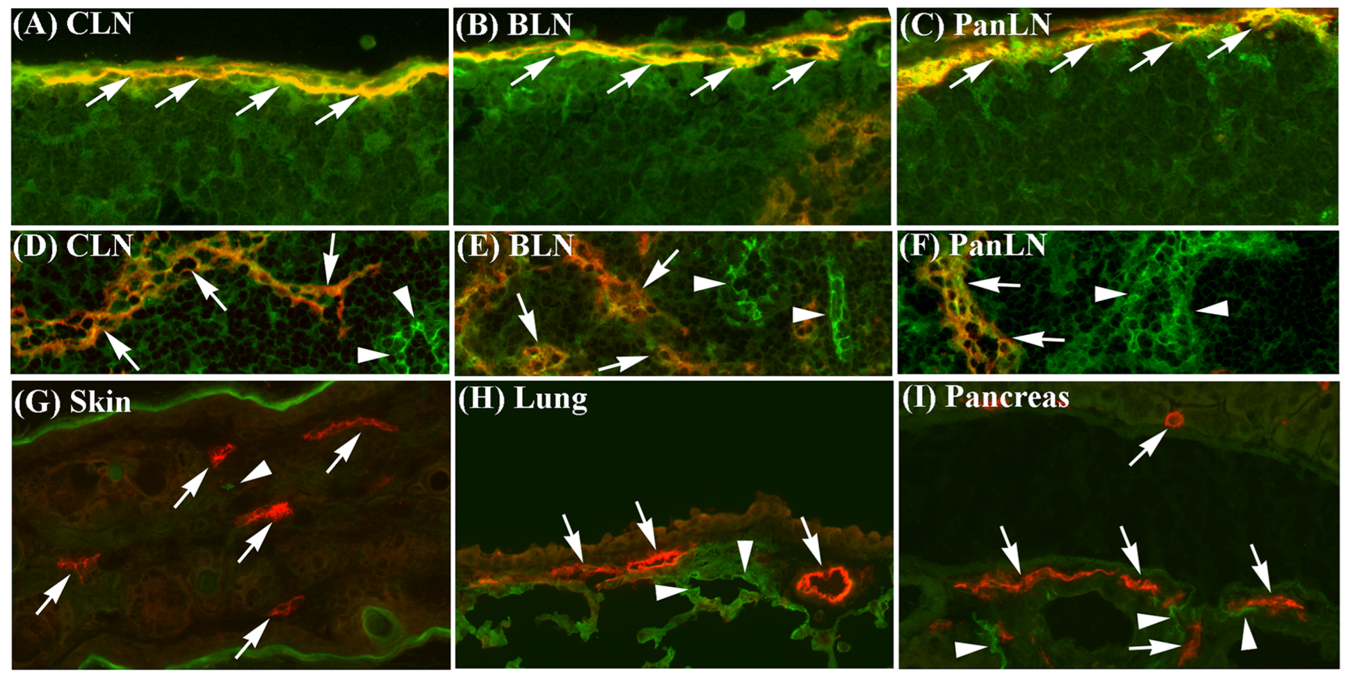 Biomolecules 13 01194 g001a Biomolecules 13 01194 g001a