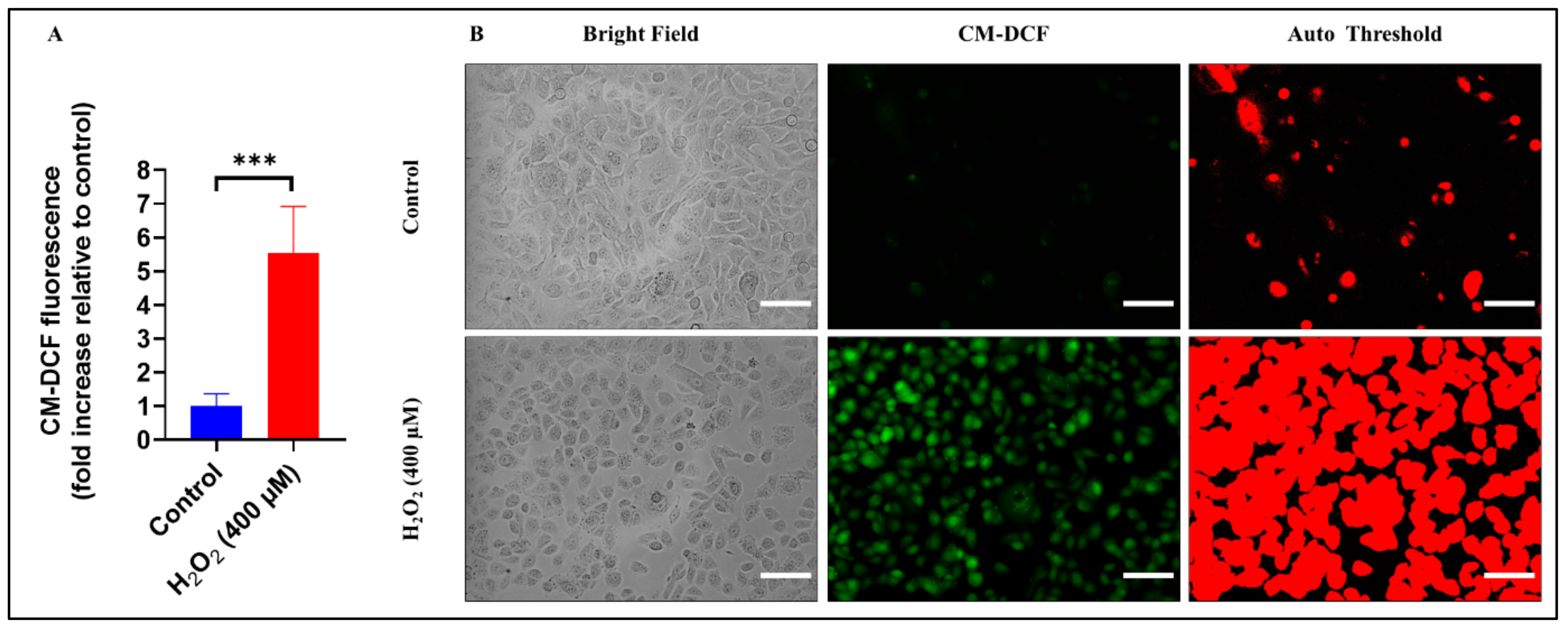 Biomolecules 13 01239 g006