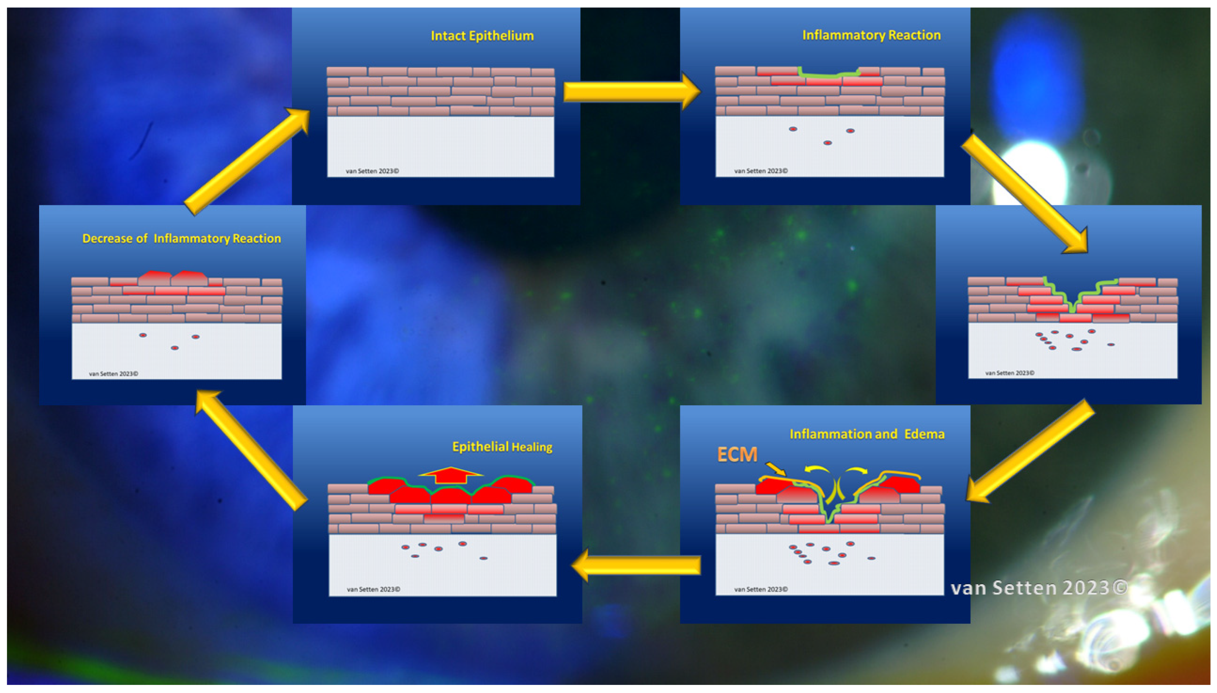 Biomolecules 13 01246 g005