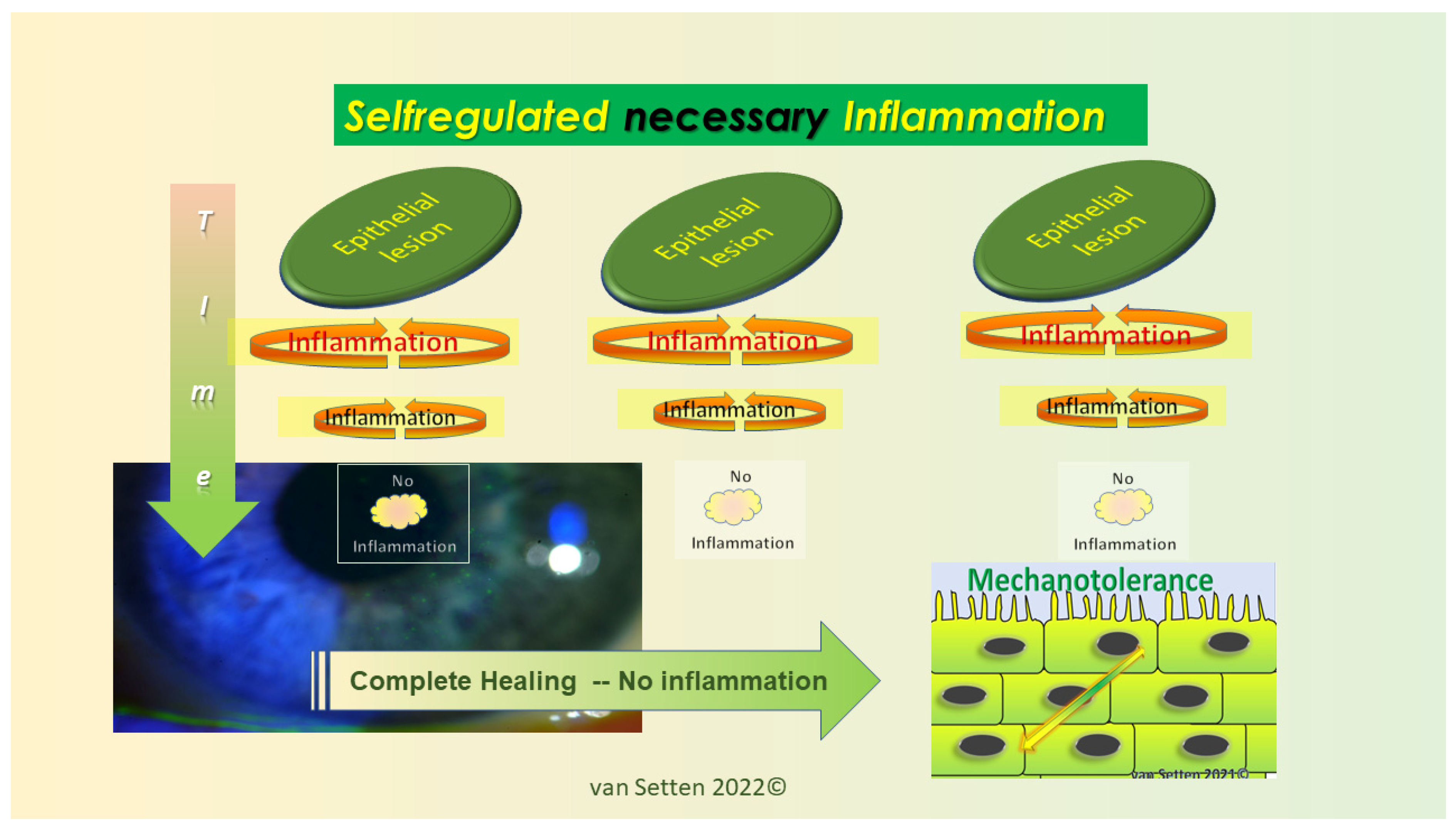 Biomolecules | Free Full-Text | Ocular Surface Allostasis—When ...