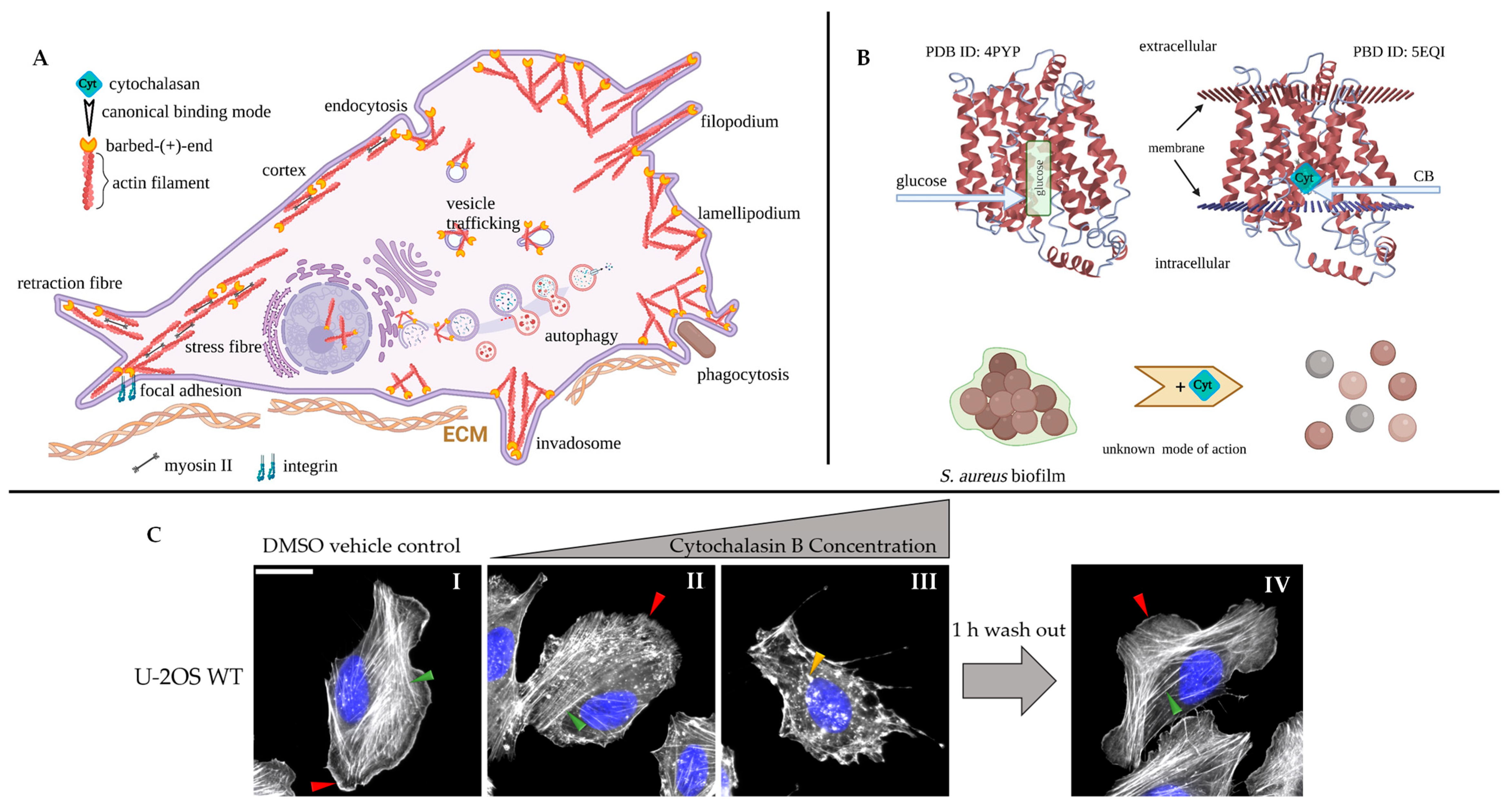 Biomolecules | Free Full-Text | Cytochalasans and Their Impact on