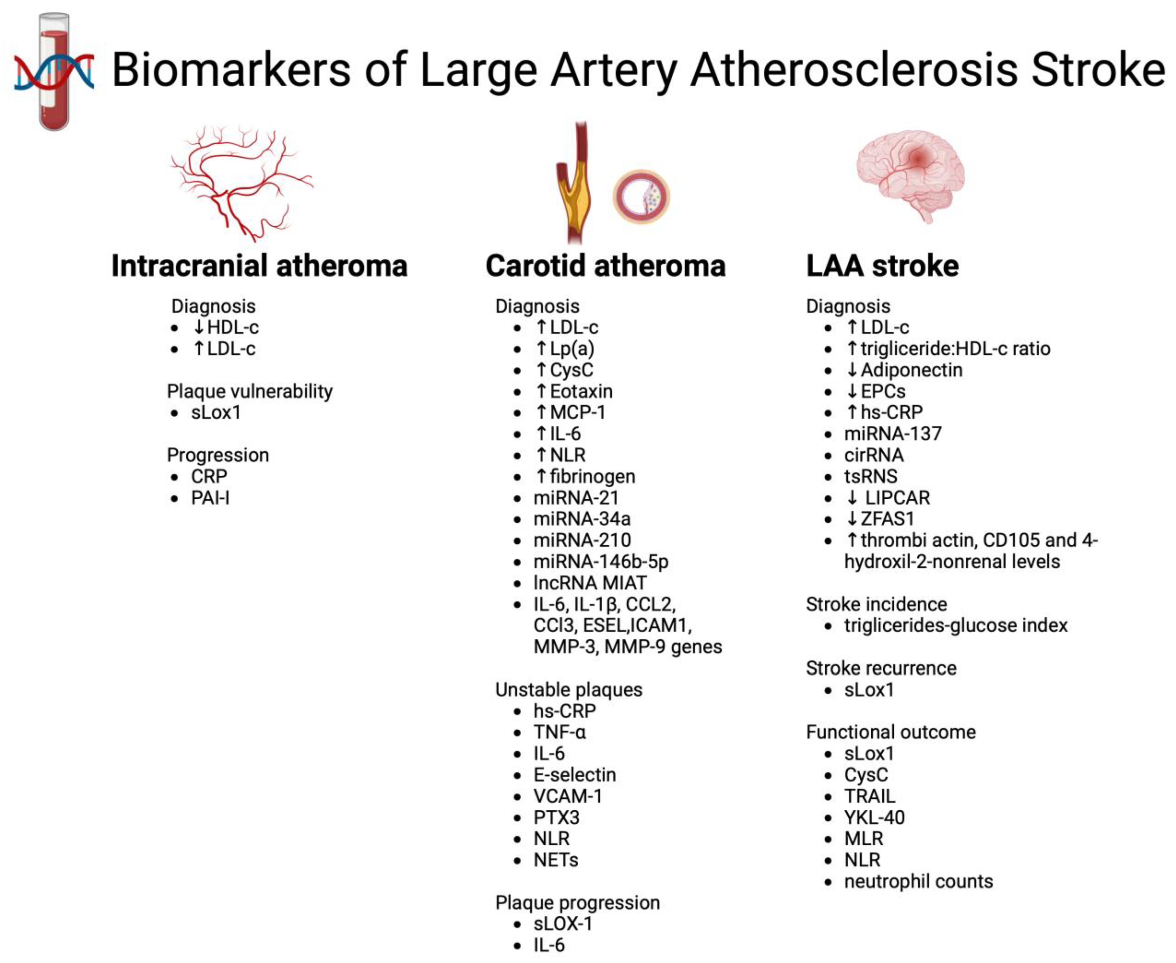 Atherosclerosis and Stroke