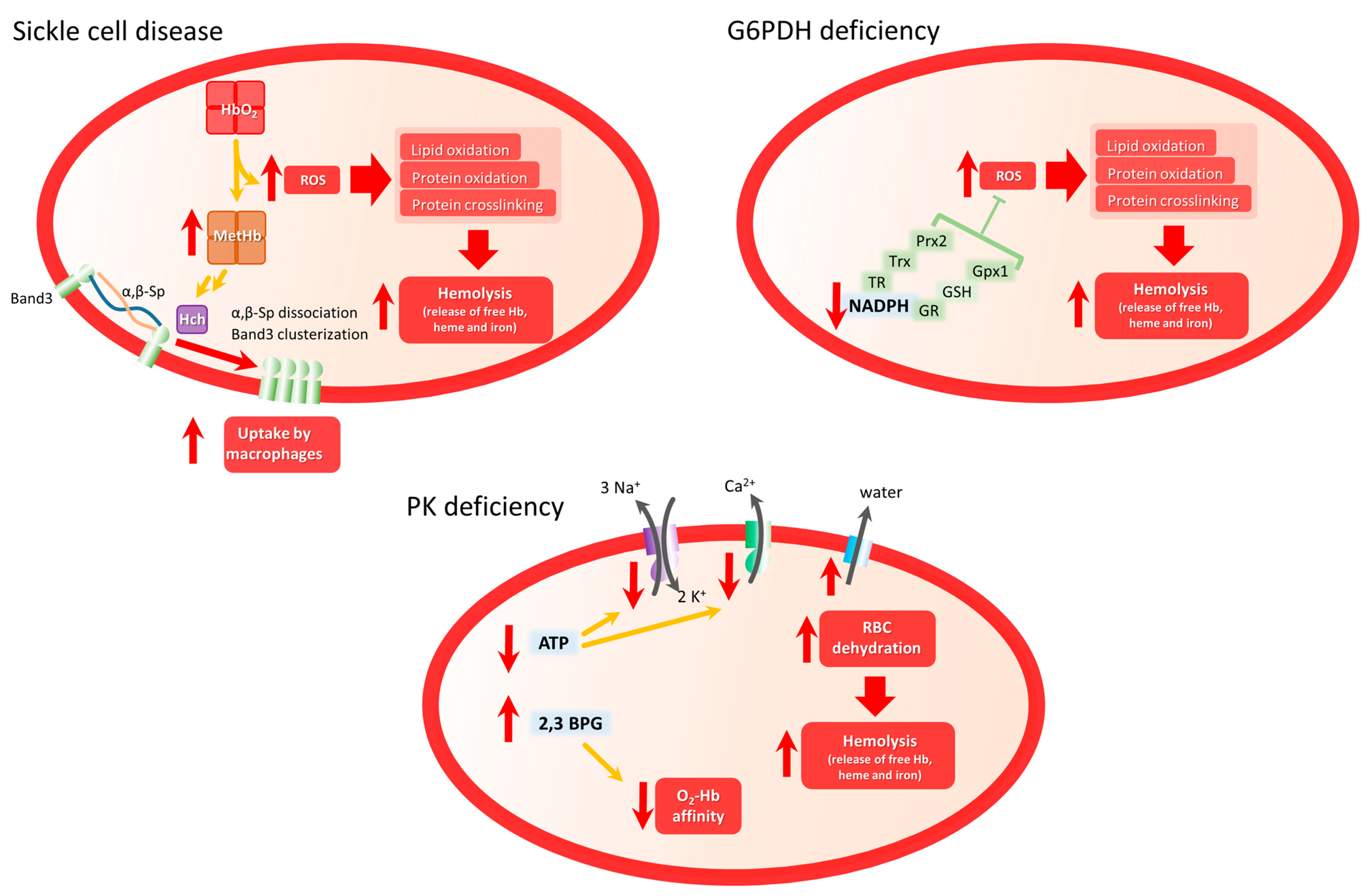 Biomolecules 13 01262 g002