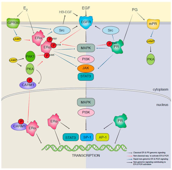 Biomolecules | Free Full-Text | Targeting Breast Cancer: The Familiar ...