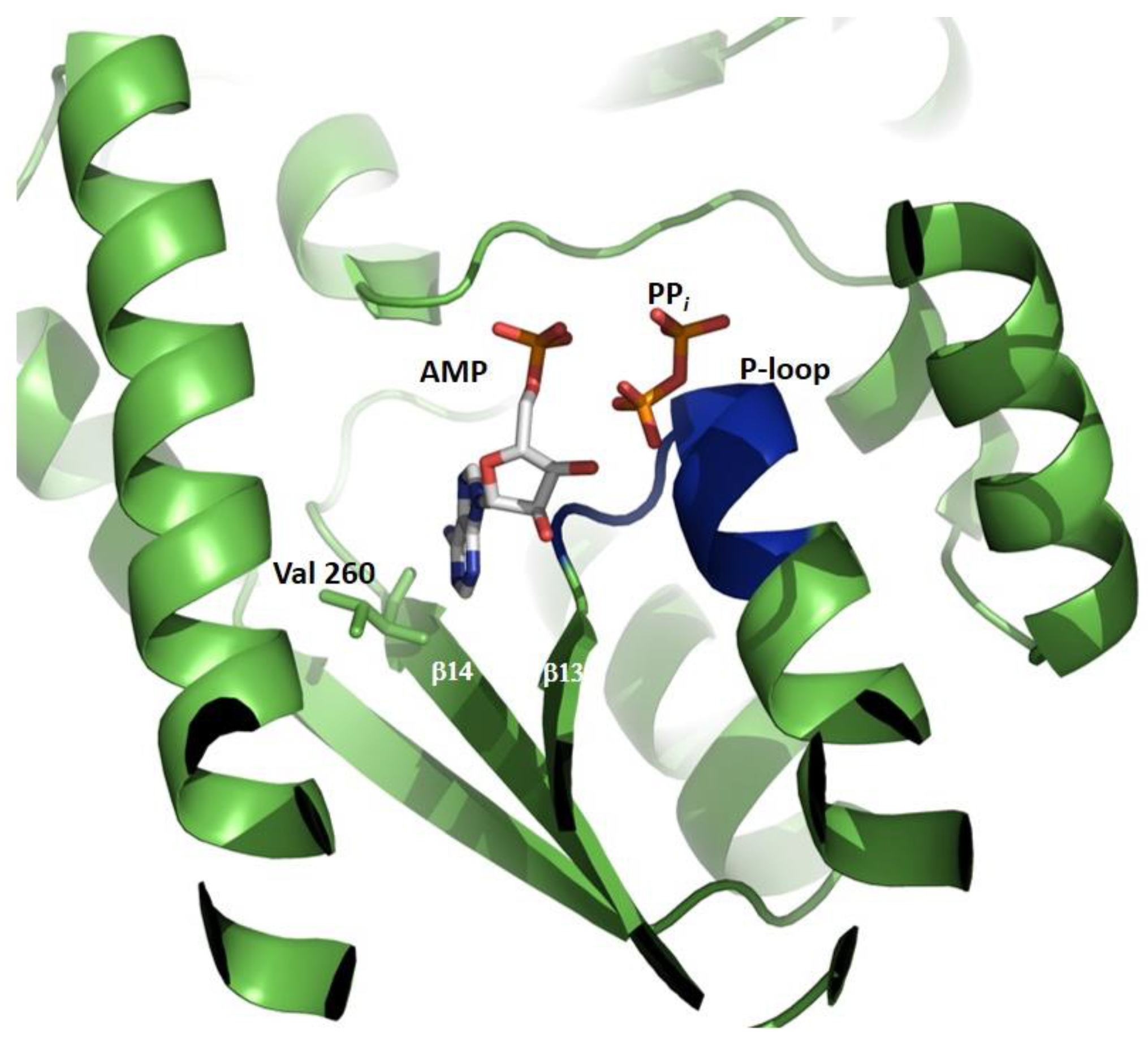 Biomolecules | Free Full-Text | GMP Synthetase: Allostery, Structure ...