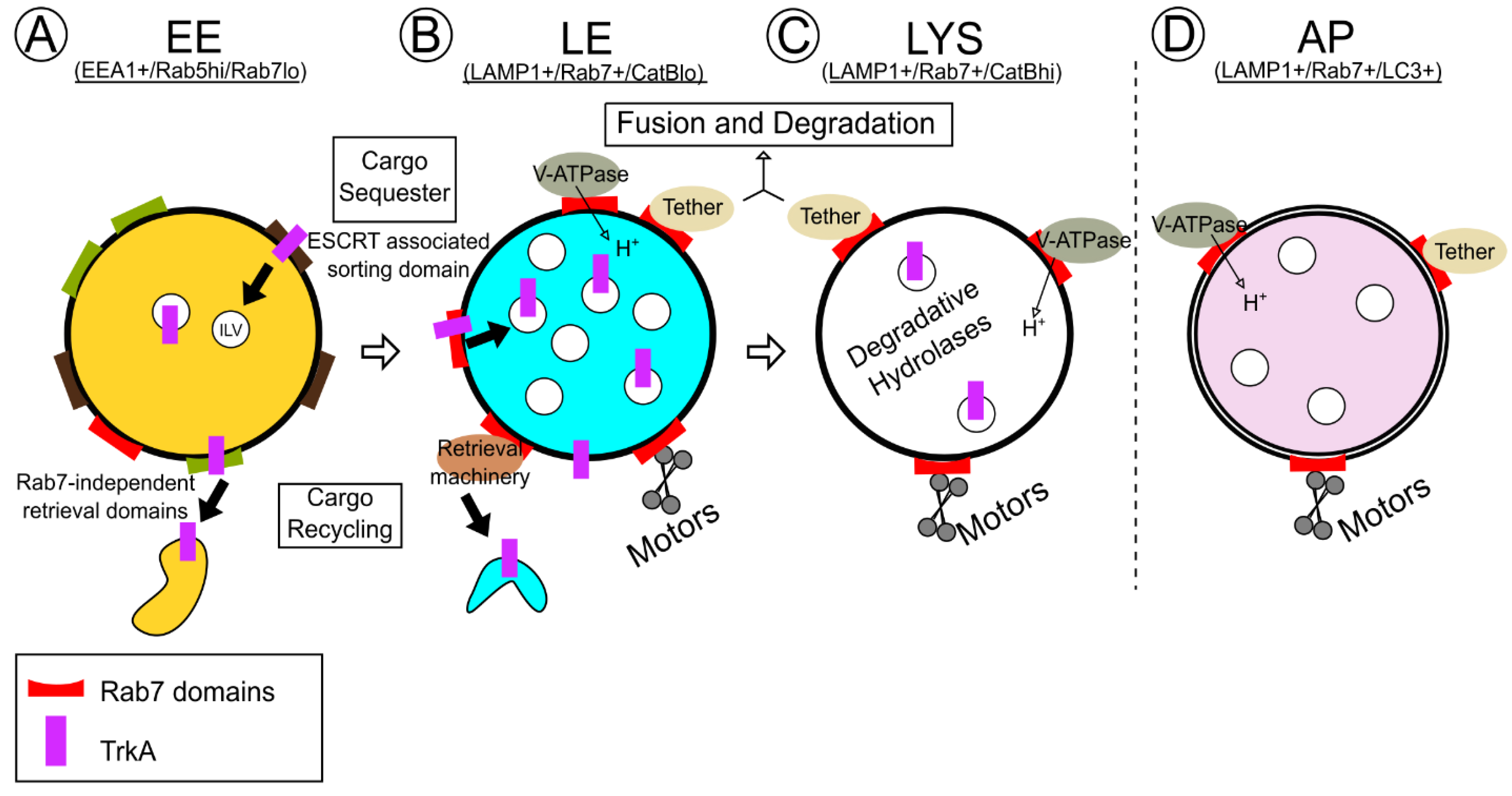 Biomolecules 13 01399 g001 Biomolecules 13 01399 g001