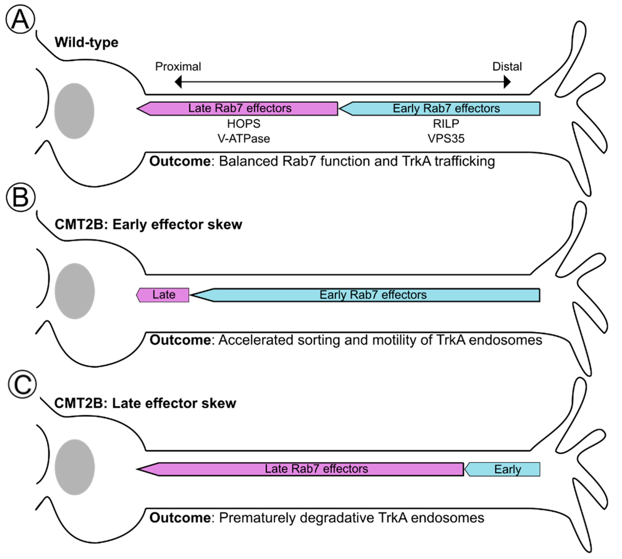 Biomolecules 13 01399 g005 Biomolecules 13 01399 g005