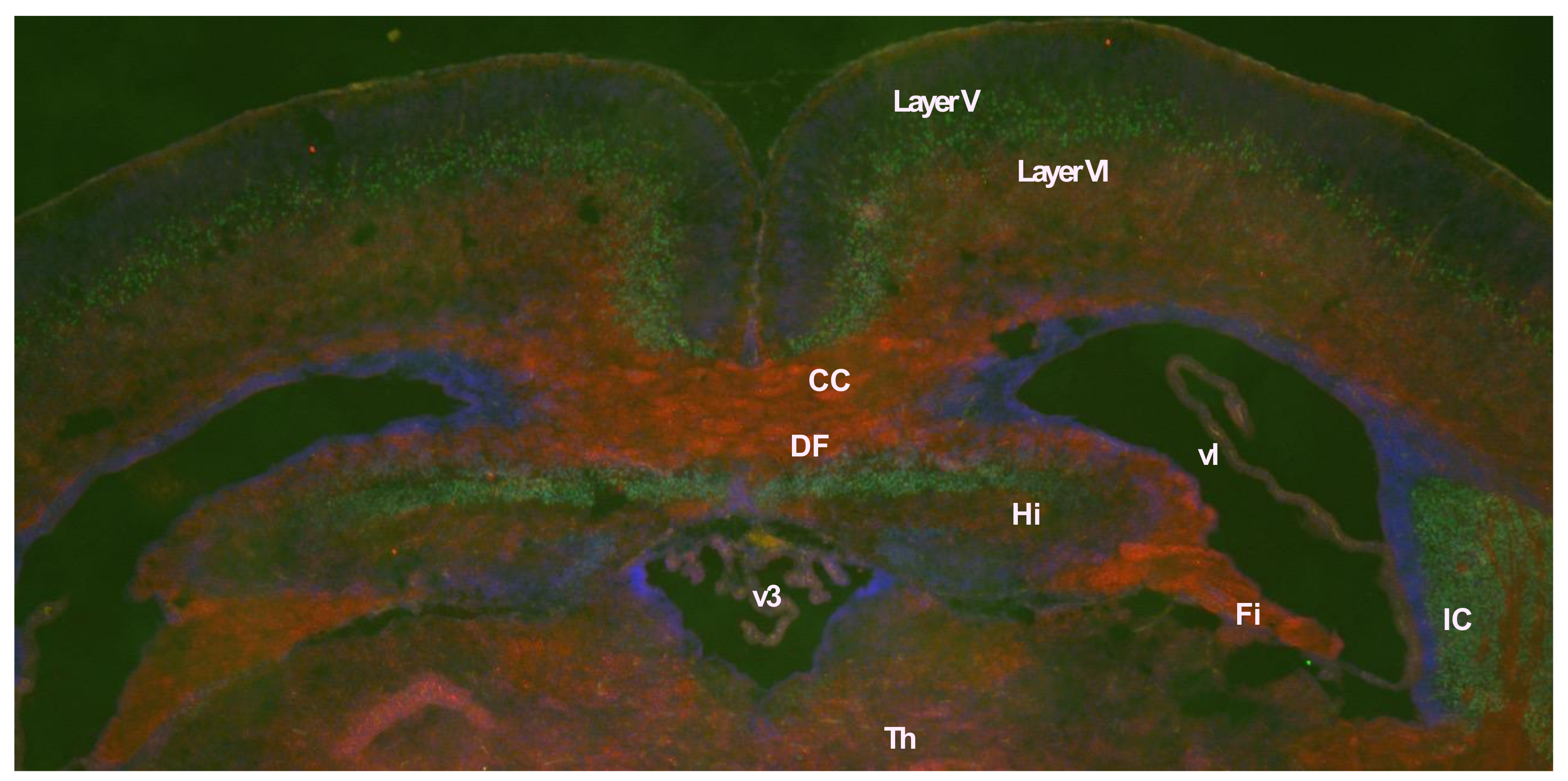Biomolecules 13 01436 g004