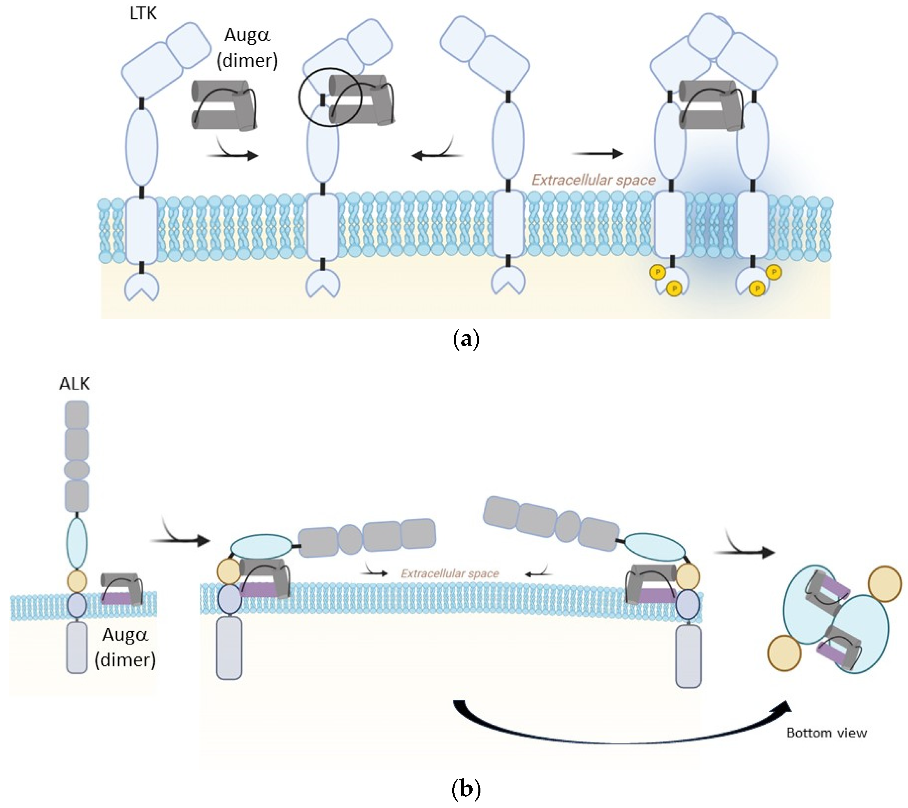 Comparison of ALK and LTK structure and sequence. (A) Schematic of ALK