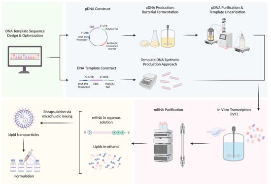 Biomolecules | Free Full-Text | Enabling mRNA Therapeutics: Current ...