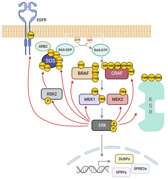 Biomolecules | Free Full-Text | Navigating the ERK1/2 MAPK Cascade