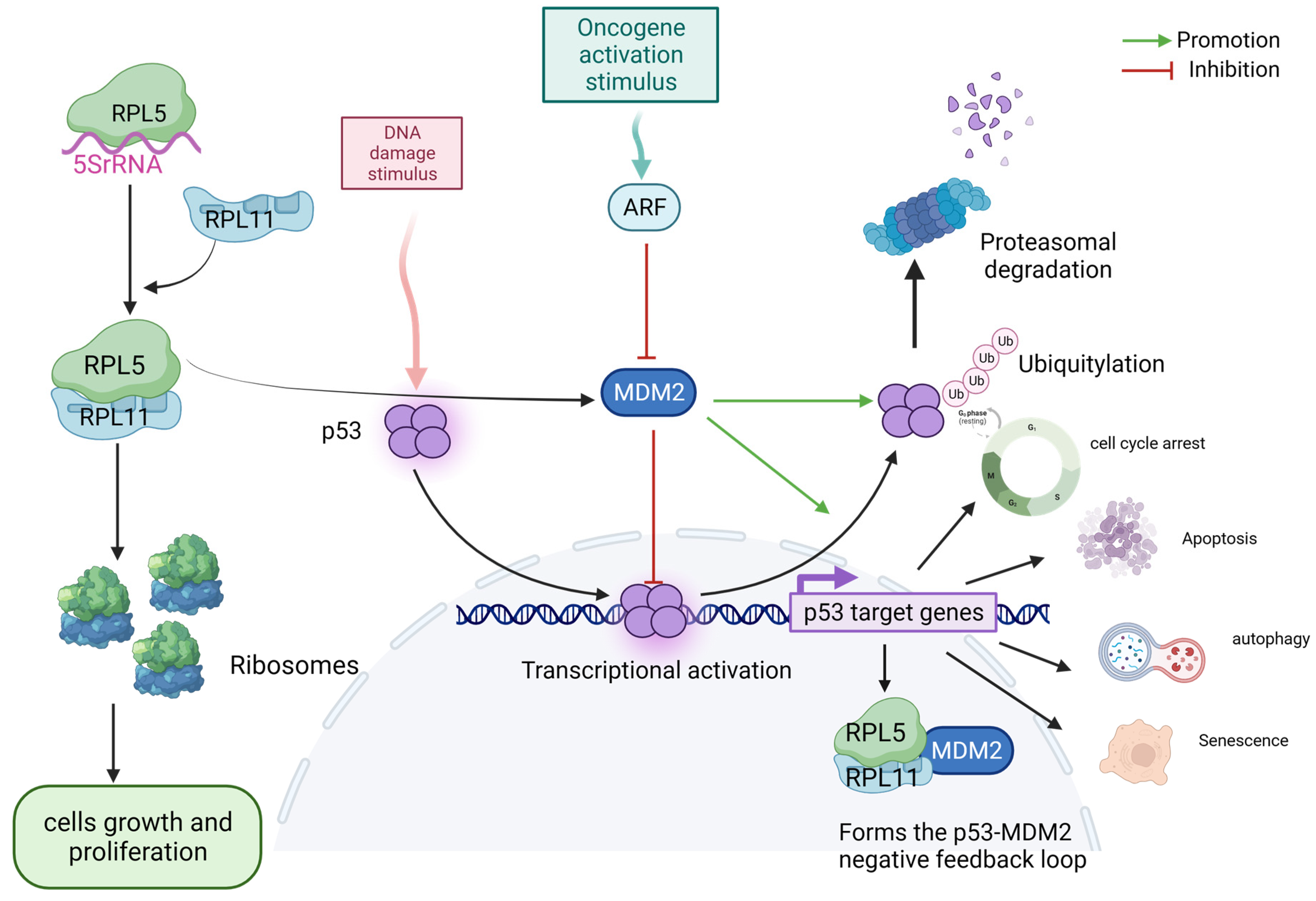 Biomolecules 13 01593 g002 Biomolecules 13 01593 g002