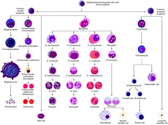 Biomolecules | Free Full-Text | Good Cop, Bad Cop: Profiling the Immune ...