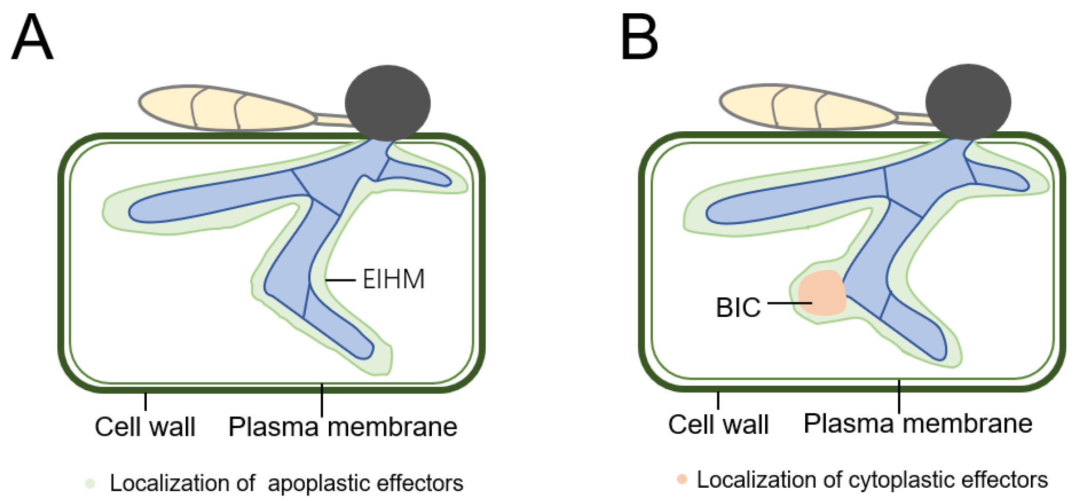 Biomolecules 13 01650 g004