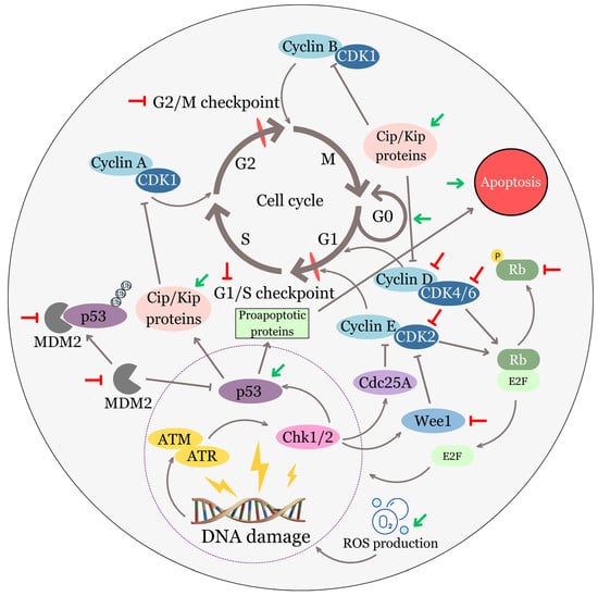 Biomolecules | Free Full-Text | Ellagic Acid and Cancer Hallmarks 