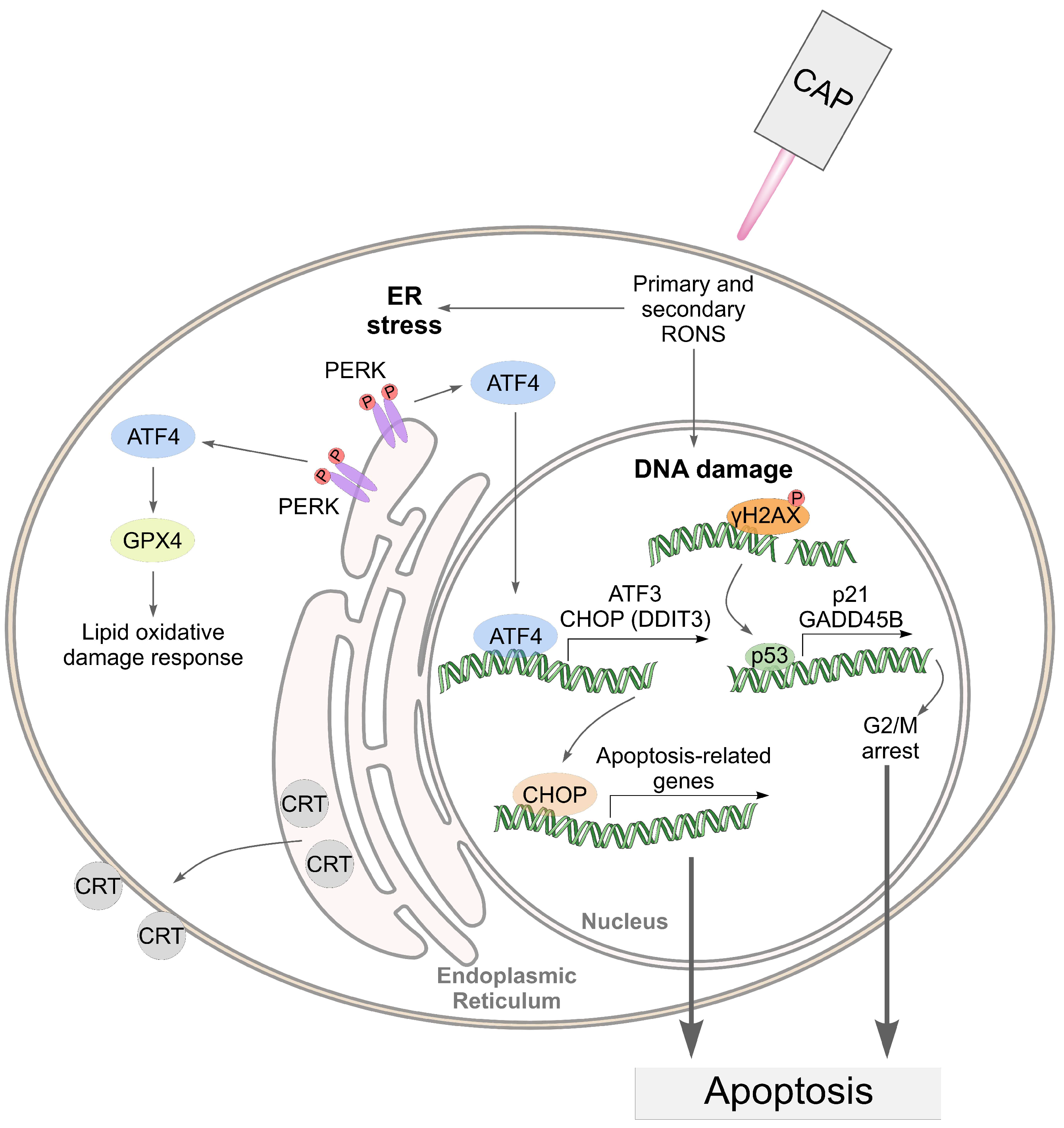 Biomolecules 13 01672 g011