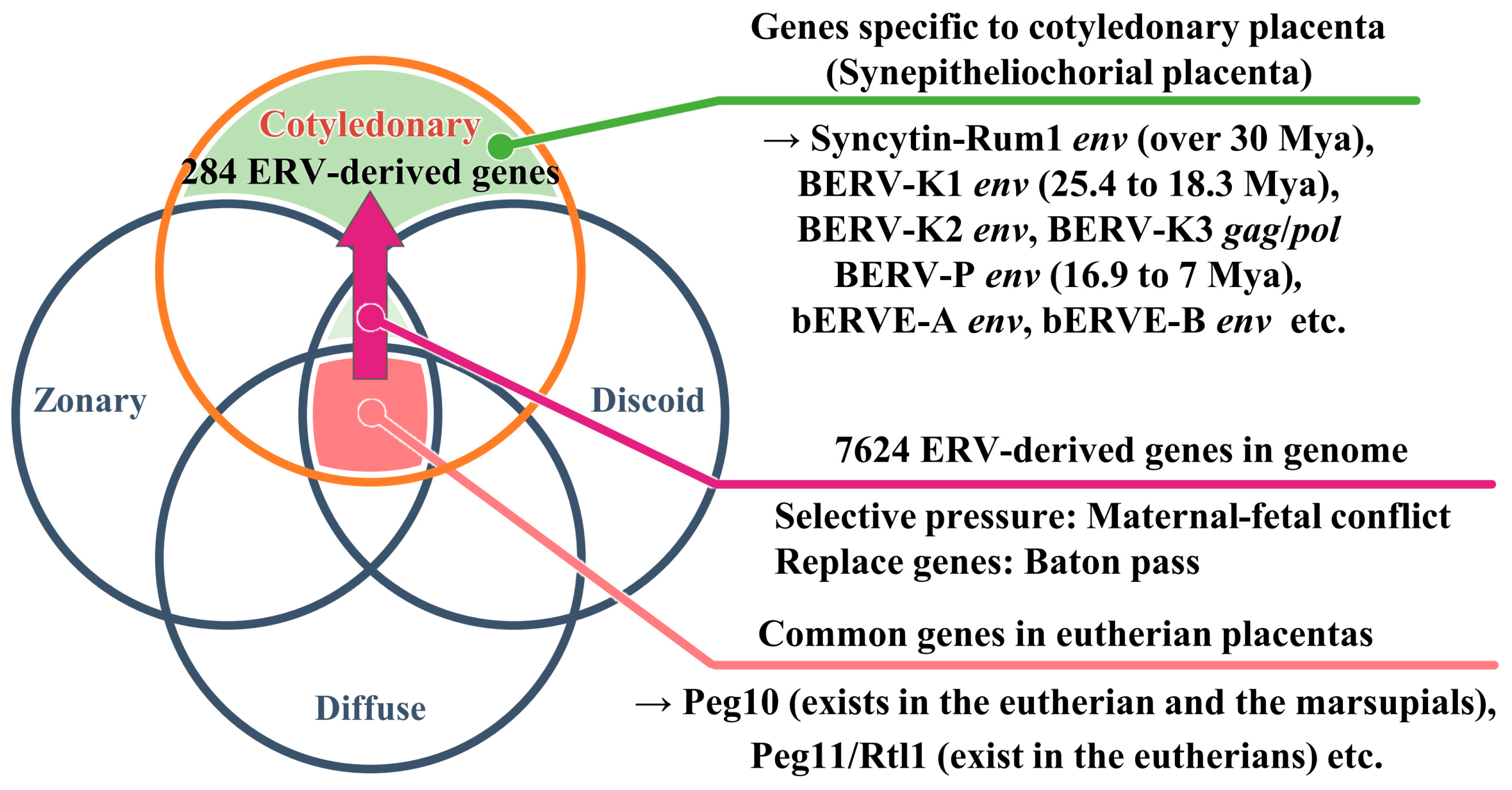 Biomolecules | Free Full-Text | Progressive Exaptation of Endogenous