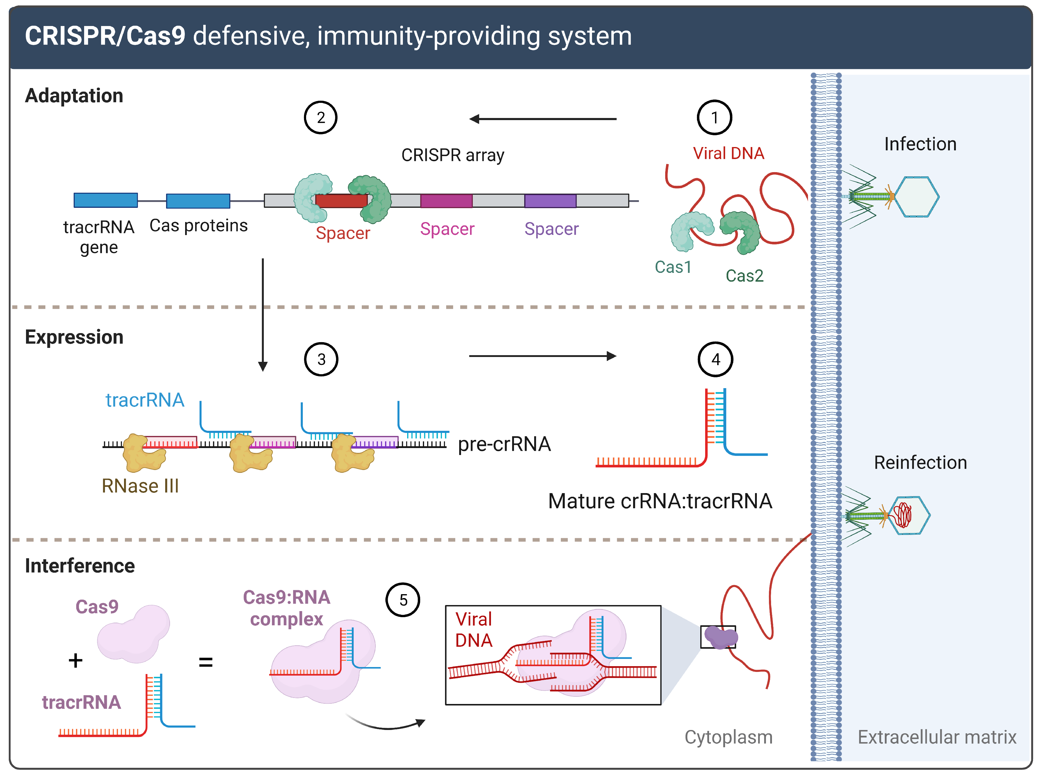 Biomolecules 13 01698 g002