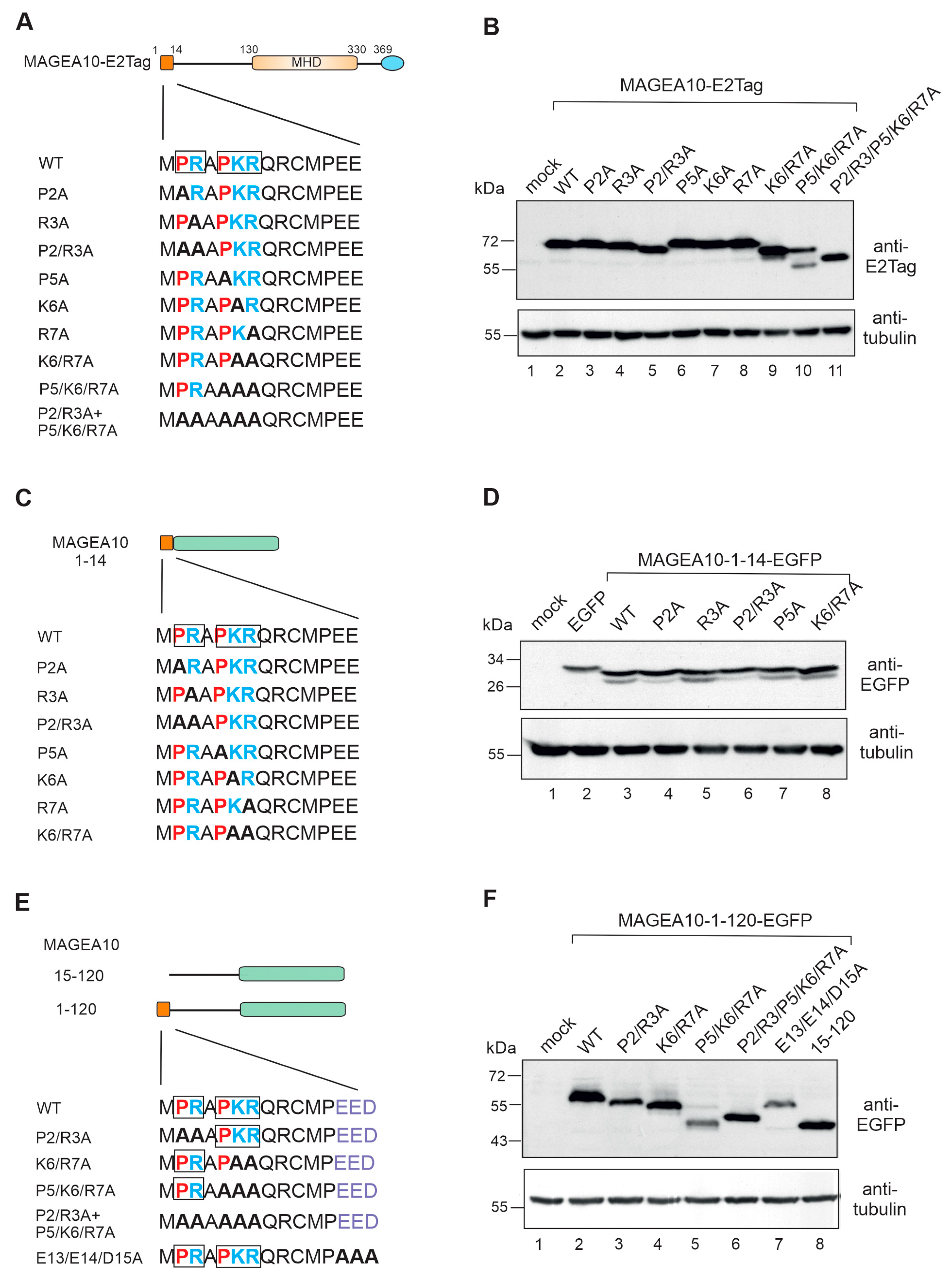 Biomolecules 13 01704 g003