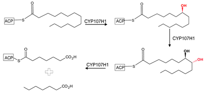 Biomolecules 13 01733 i001 Biomolecules 13 01733 i001
