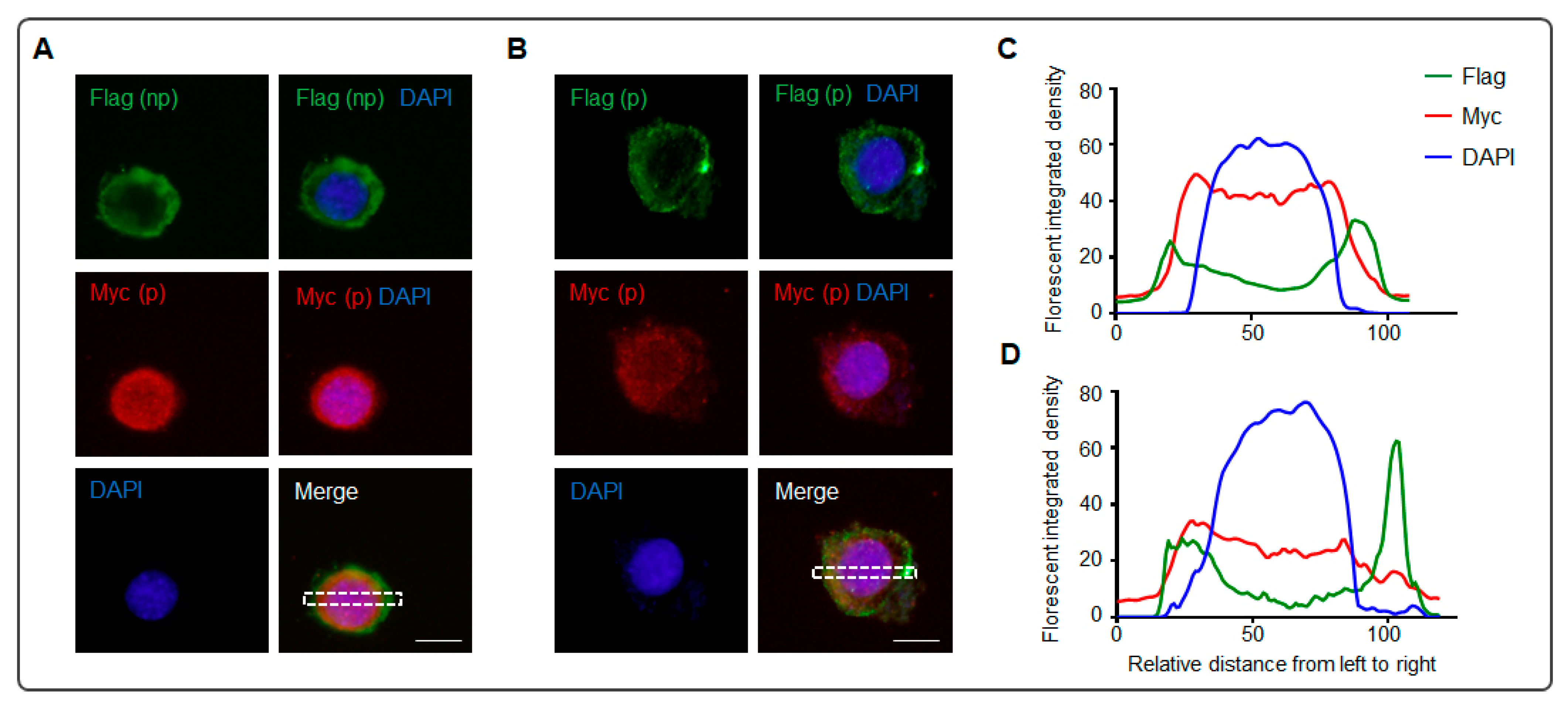 Biomolecules 13 01756 g004