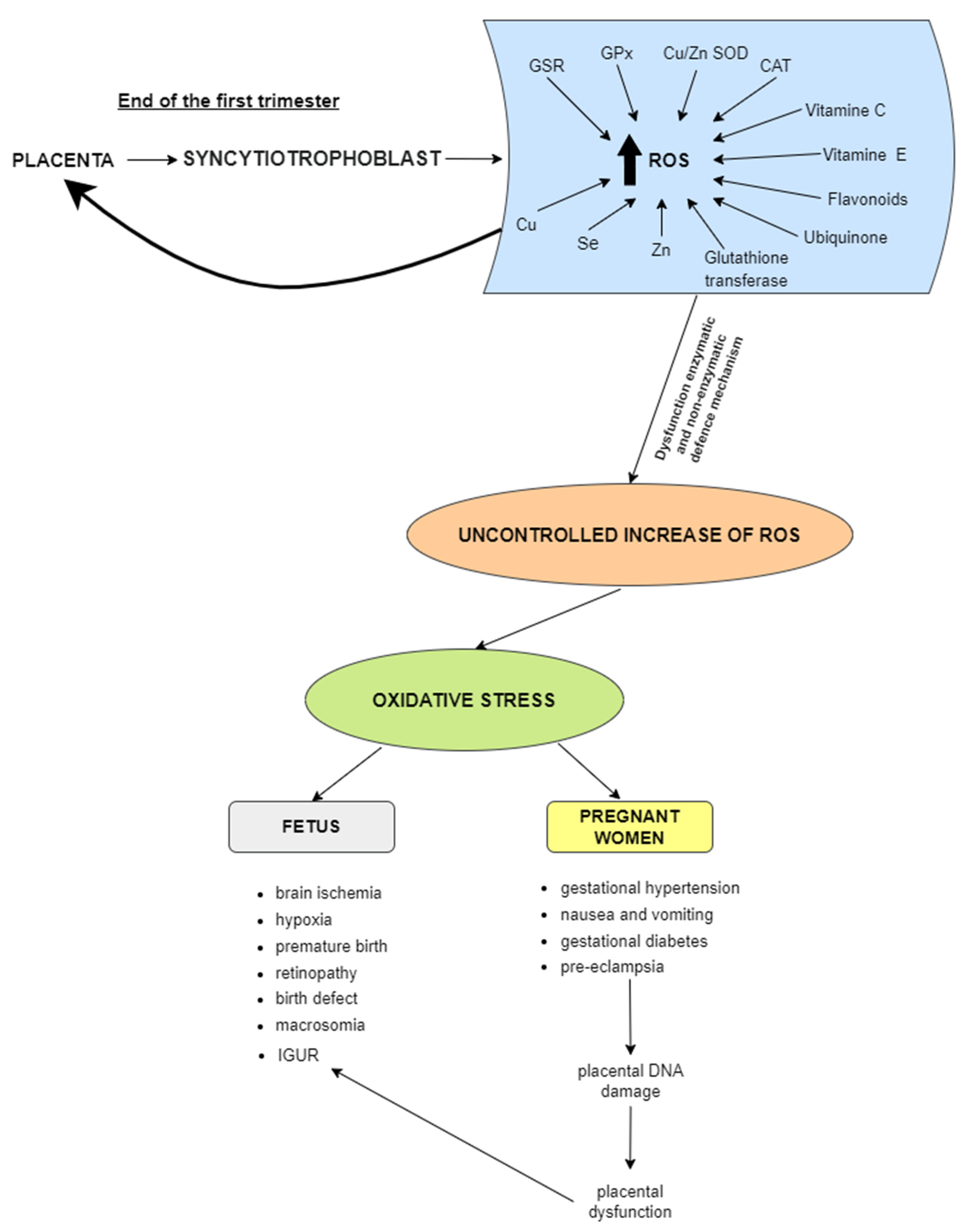 Biomolecules Free Full Text Oxidative Stress in Pregnancy 