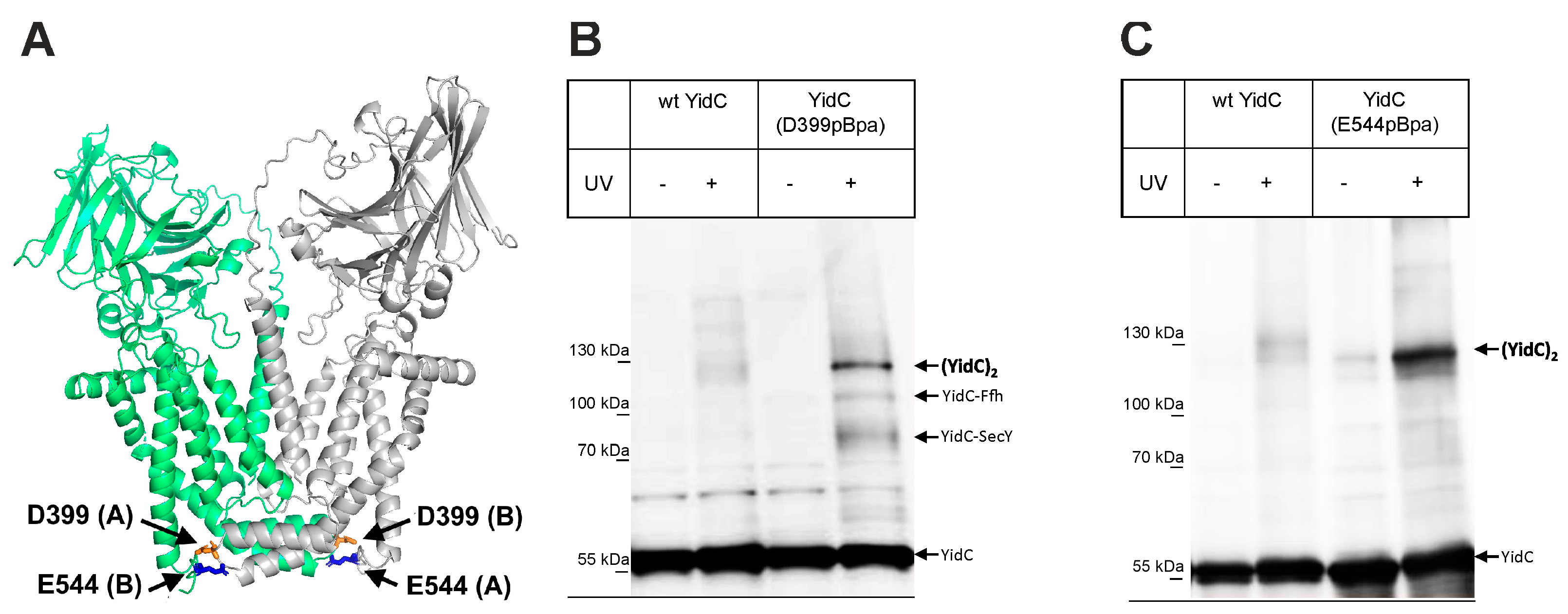 Biomolecules 13 01774 g005 Biomolecules 13 01774 g005