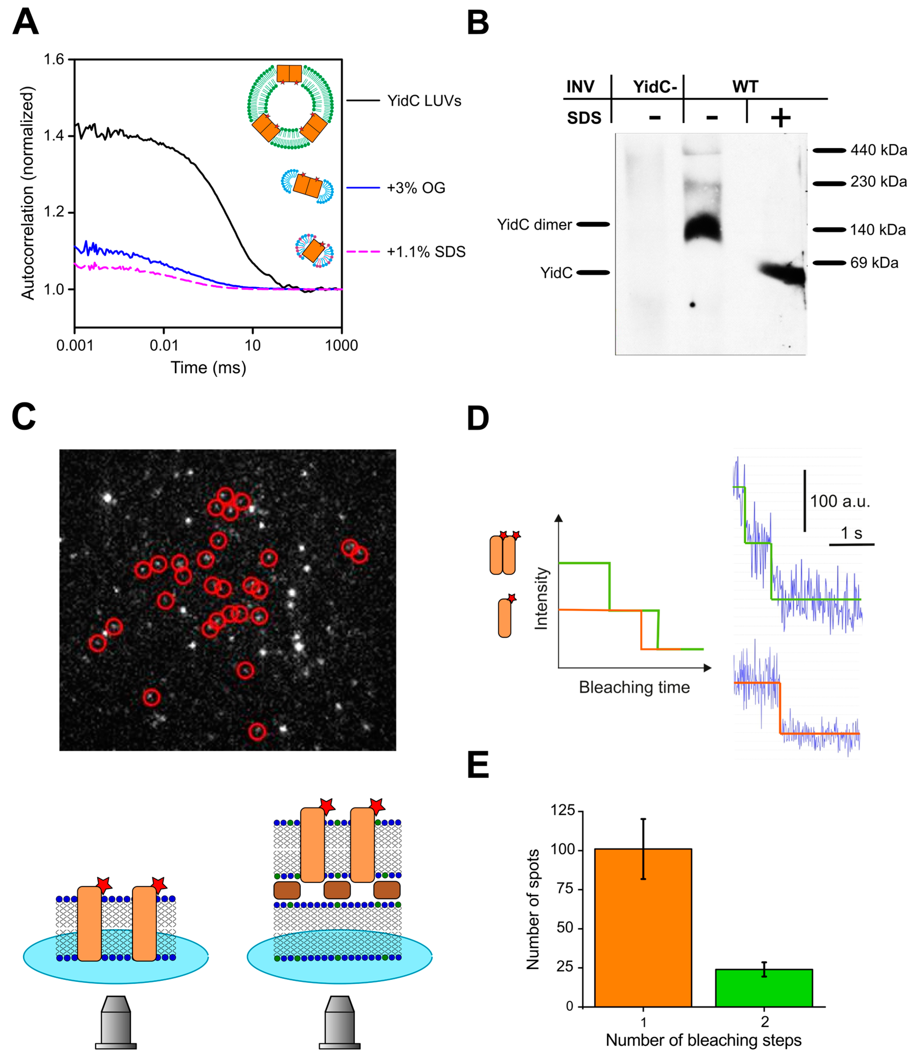 Biomolecules 13 01774 g006 Biomolecules 13 01774 g006