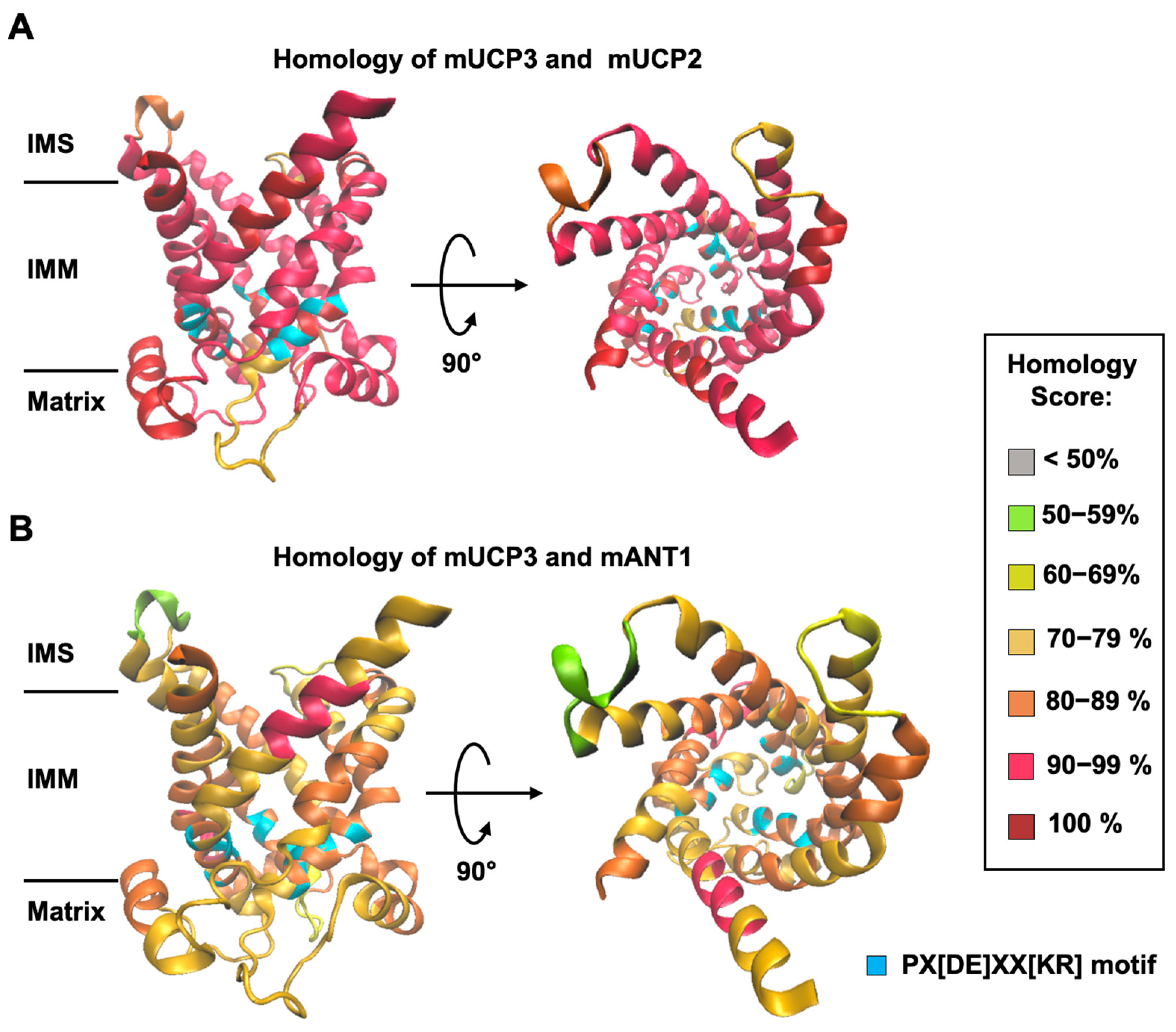 Biomolecules Free Full Text Uncoupling Protein 3 Catalyzes the