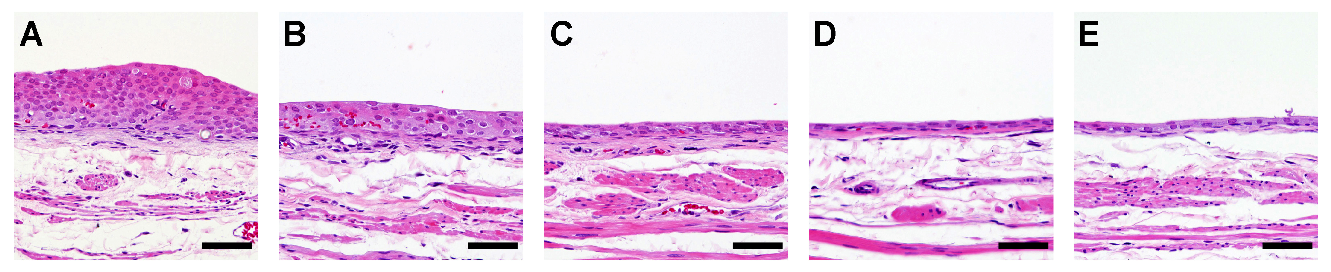 Biomolecules 14 00036 g005