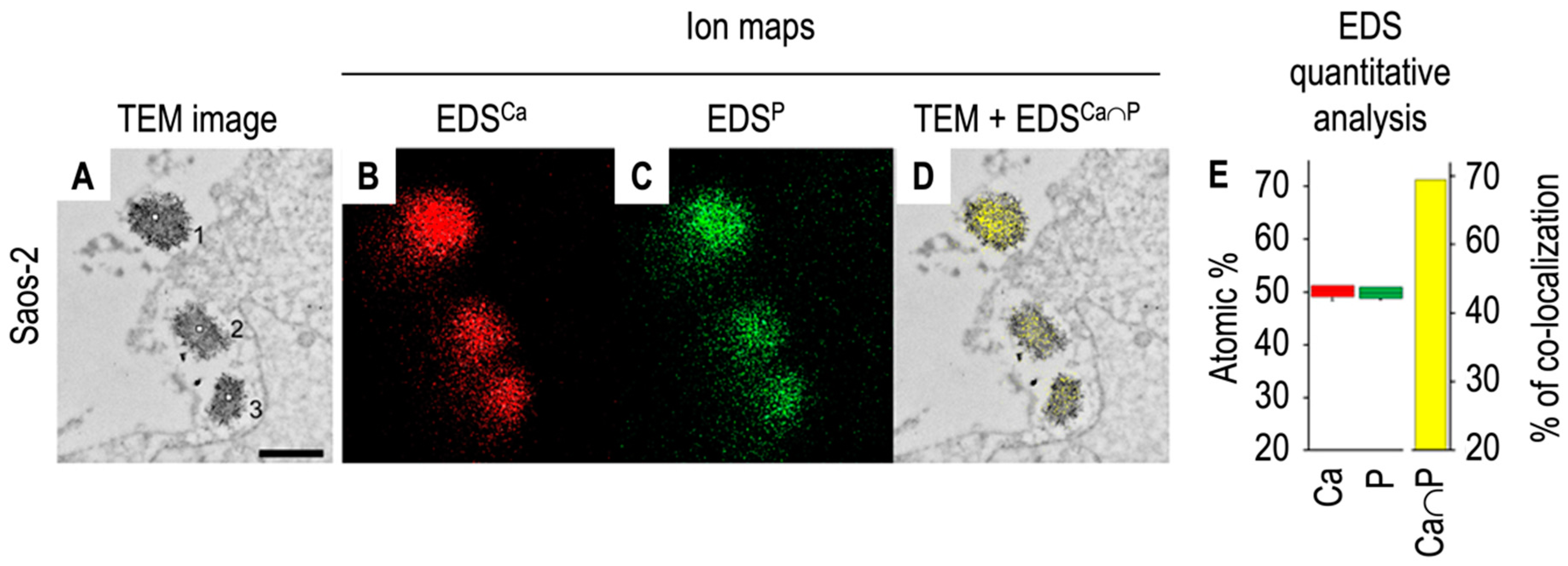 Biomolecules 14 00042 g006 Biomolecules 14 00042 g006