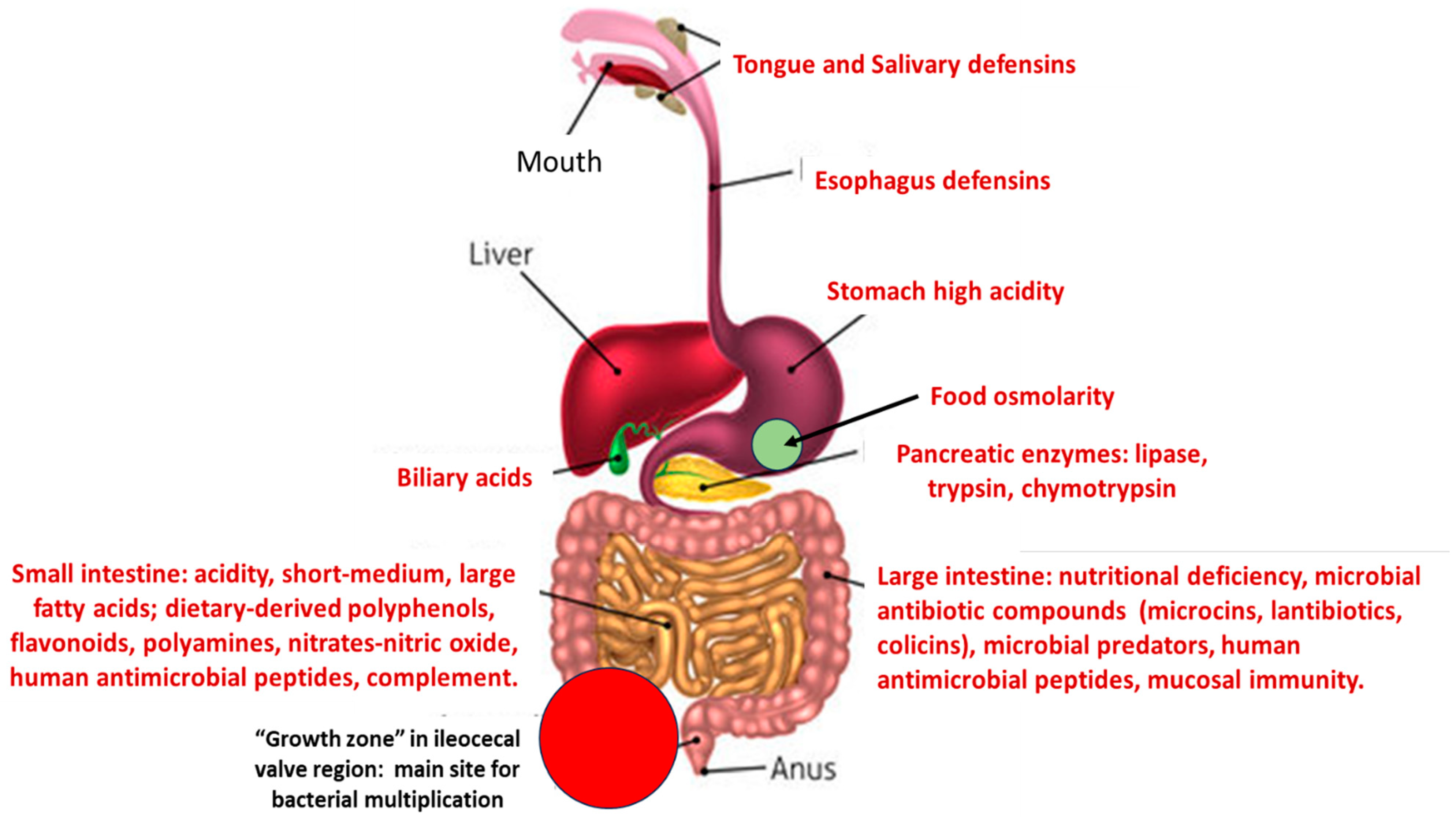 What leech gut bacteria can tell us about drug resistance