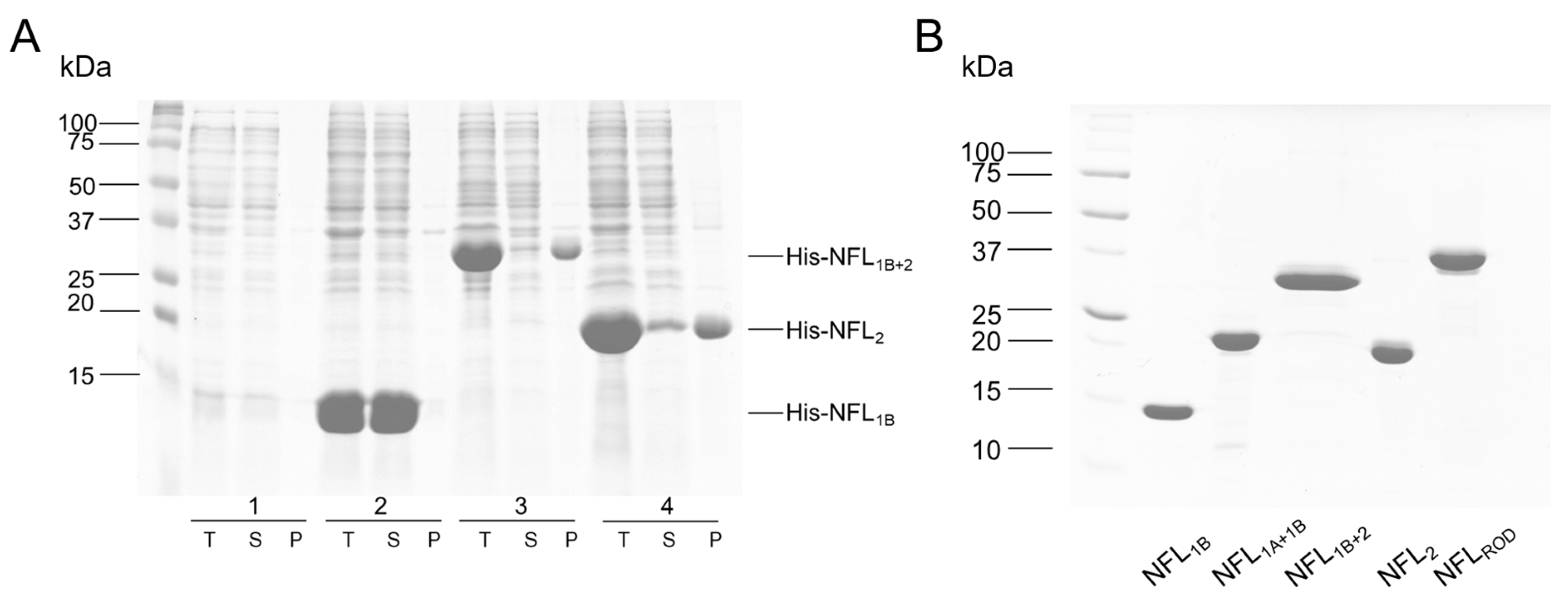 Biomolecules 14 00085 g002