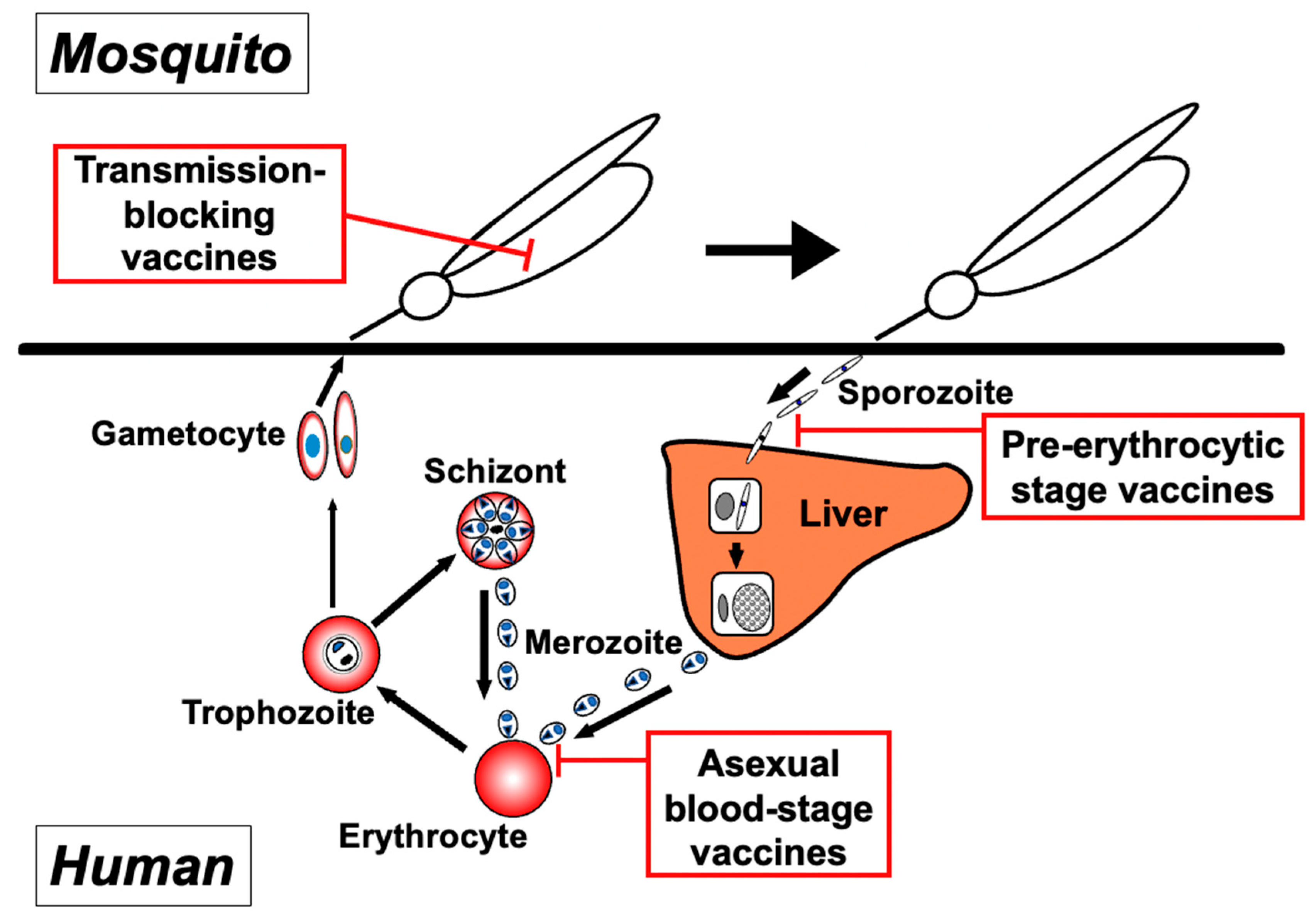 The Need For Novel Asexual Blood-Stage Malaria Vaccine Candidates For ...