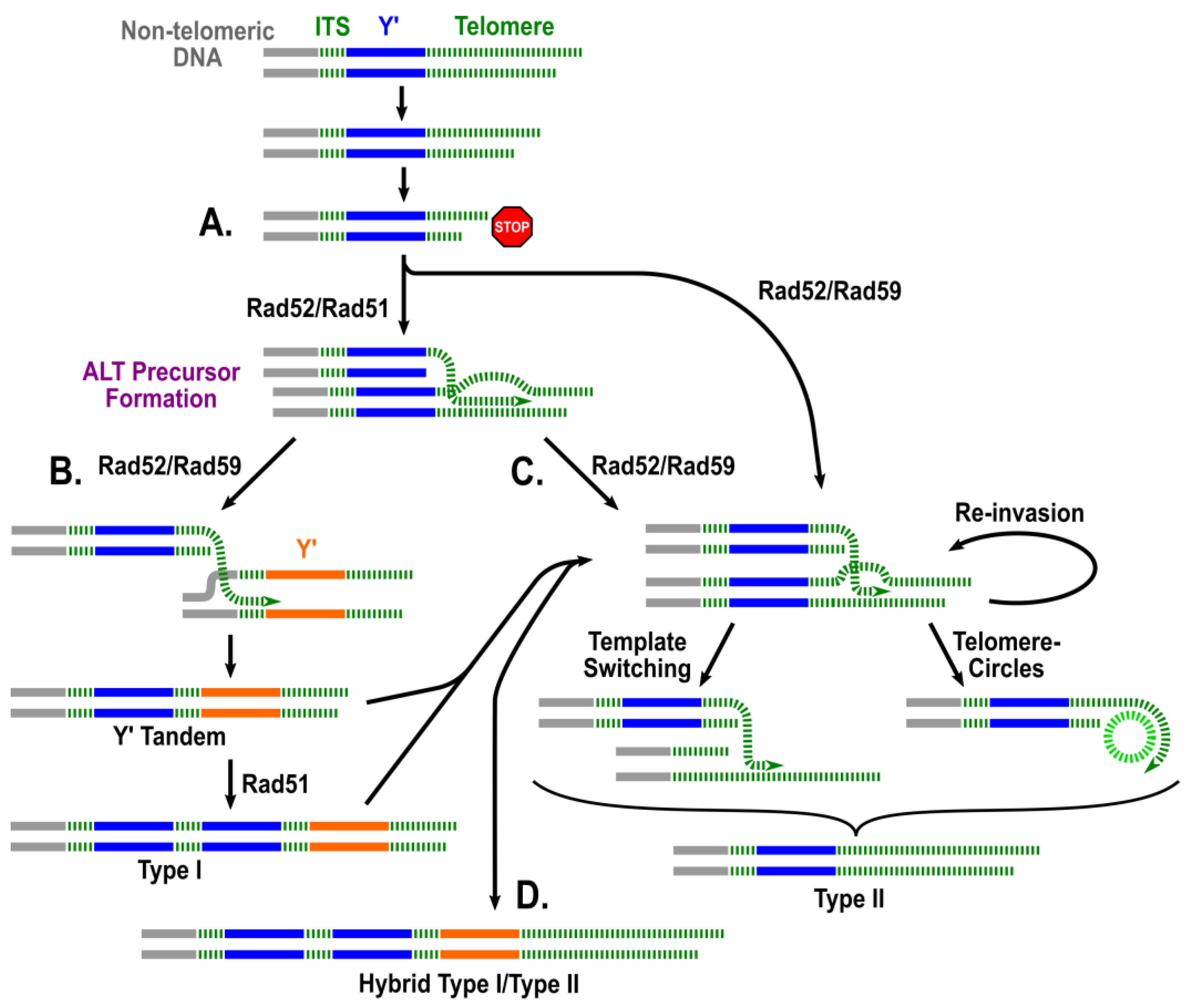 Biomolecules 14 00113 g003