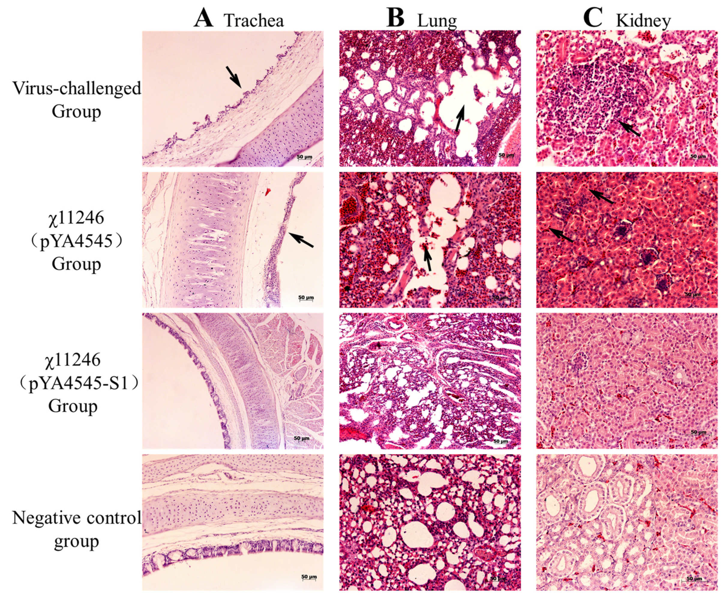 Biomolecules 14 00133 g006