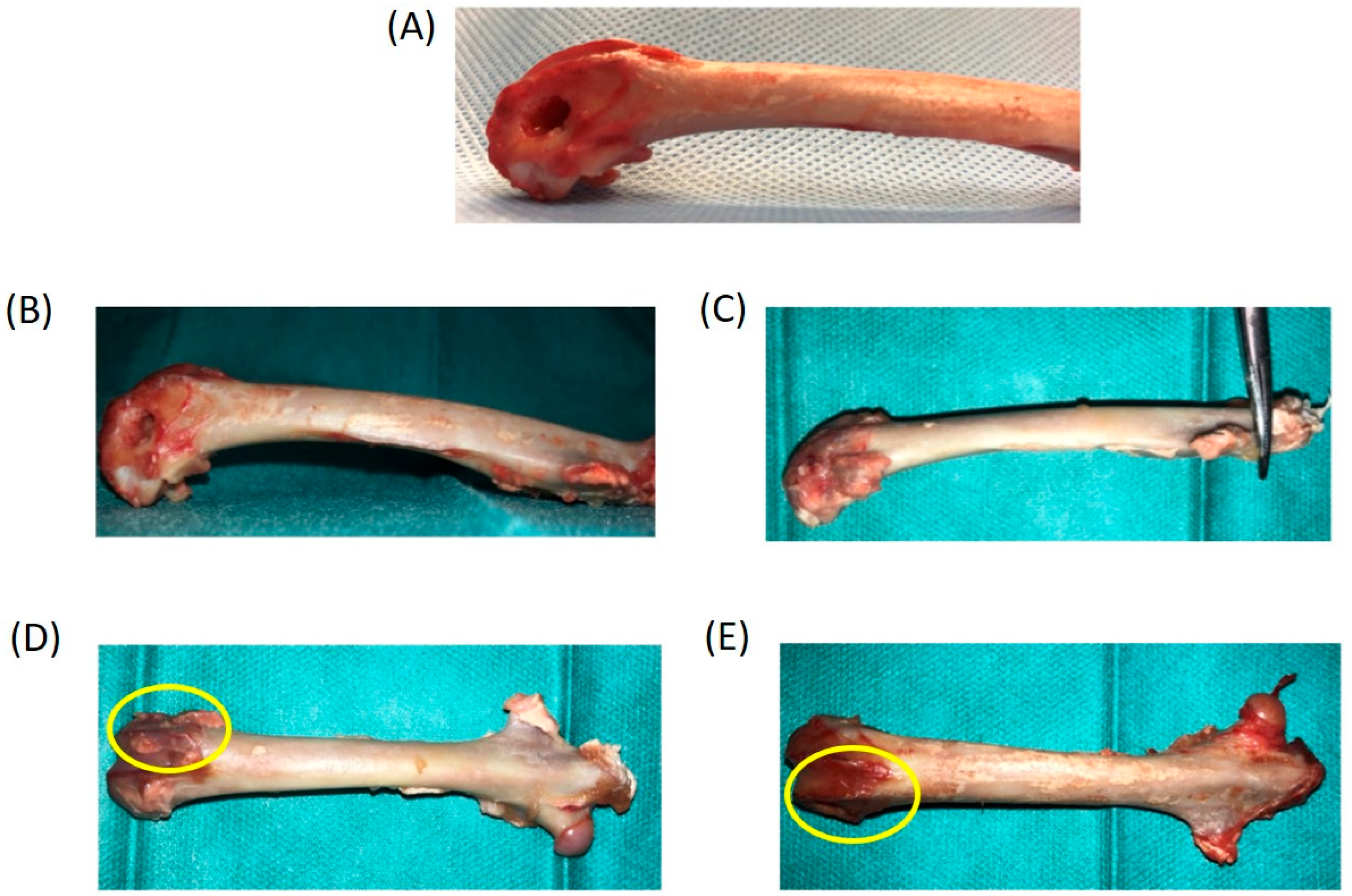 Biomolecules 14 00143 g004