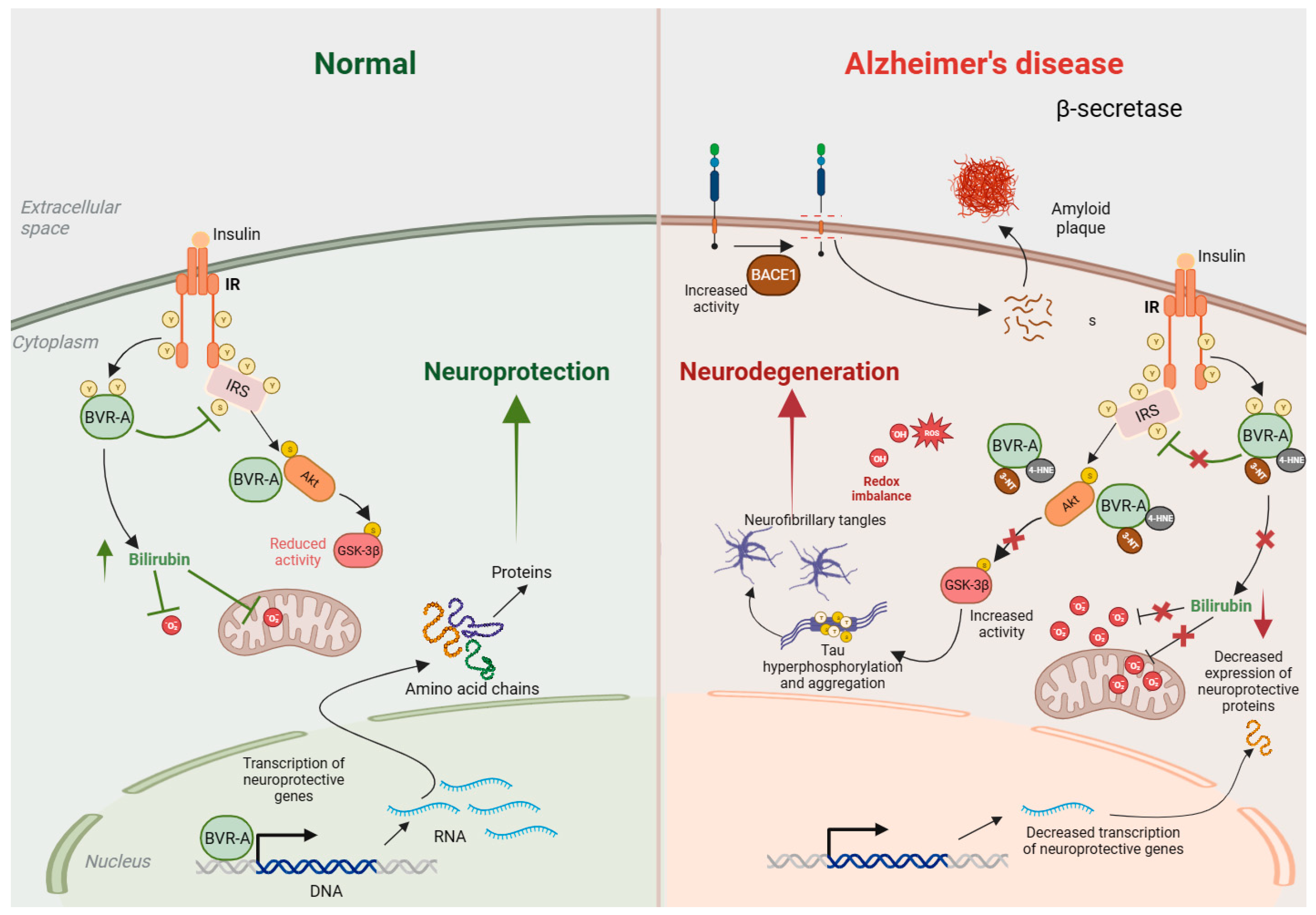 Biomolecules 14 00155 g003