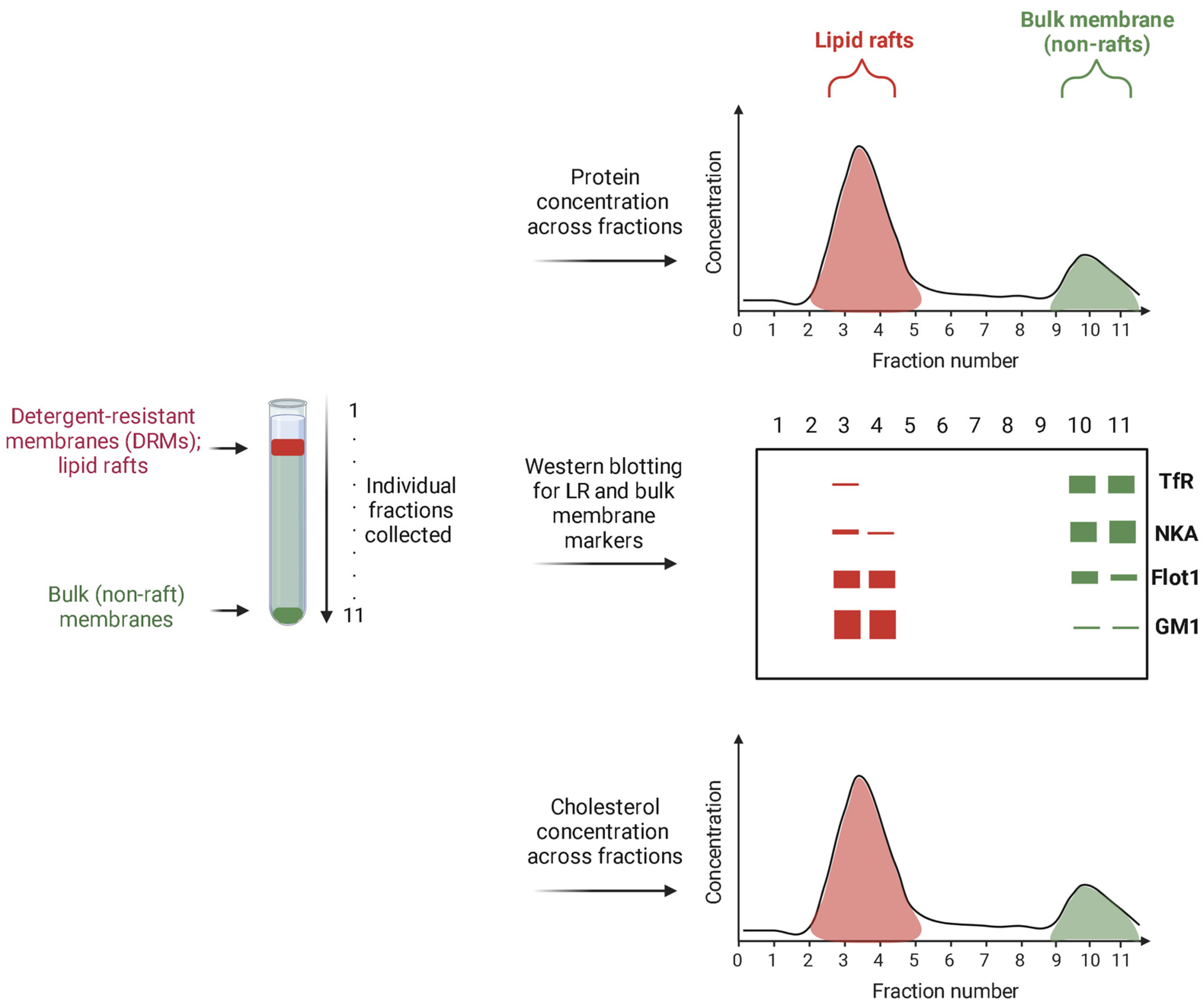 Biomolecules 14 00156 g002 Biomolecules 14 00156 g002