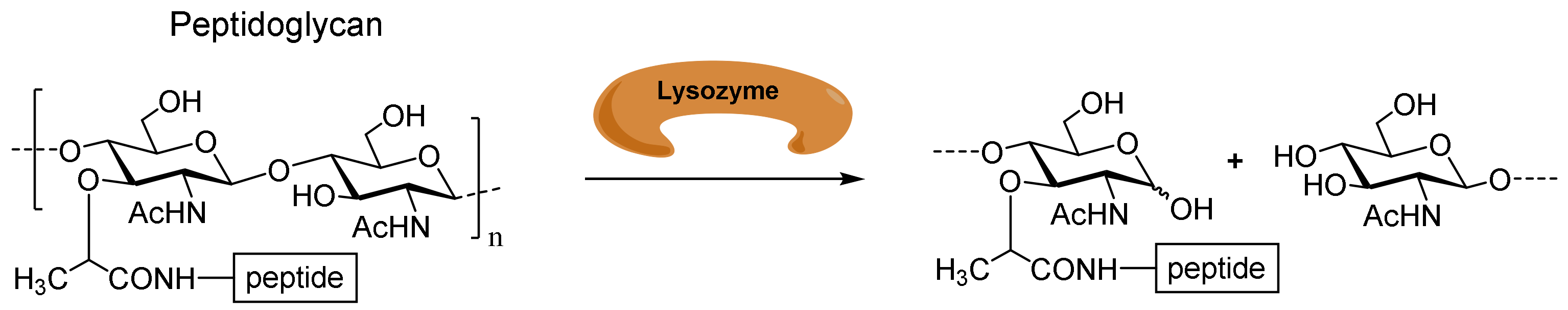 Biomolecules 14 00170 g001
